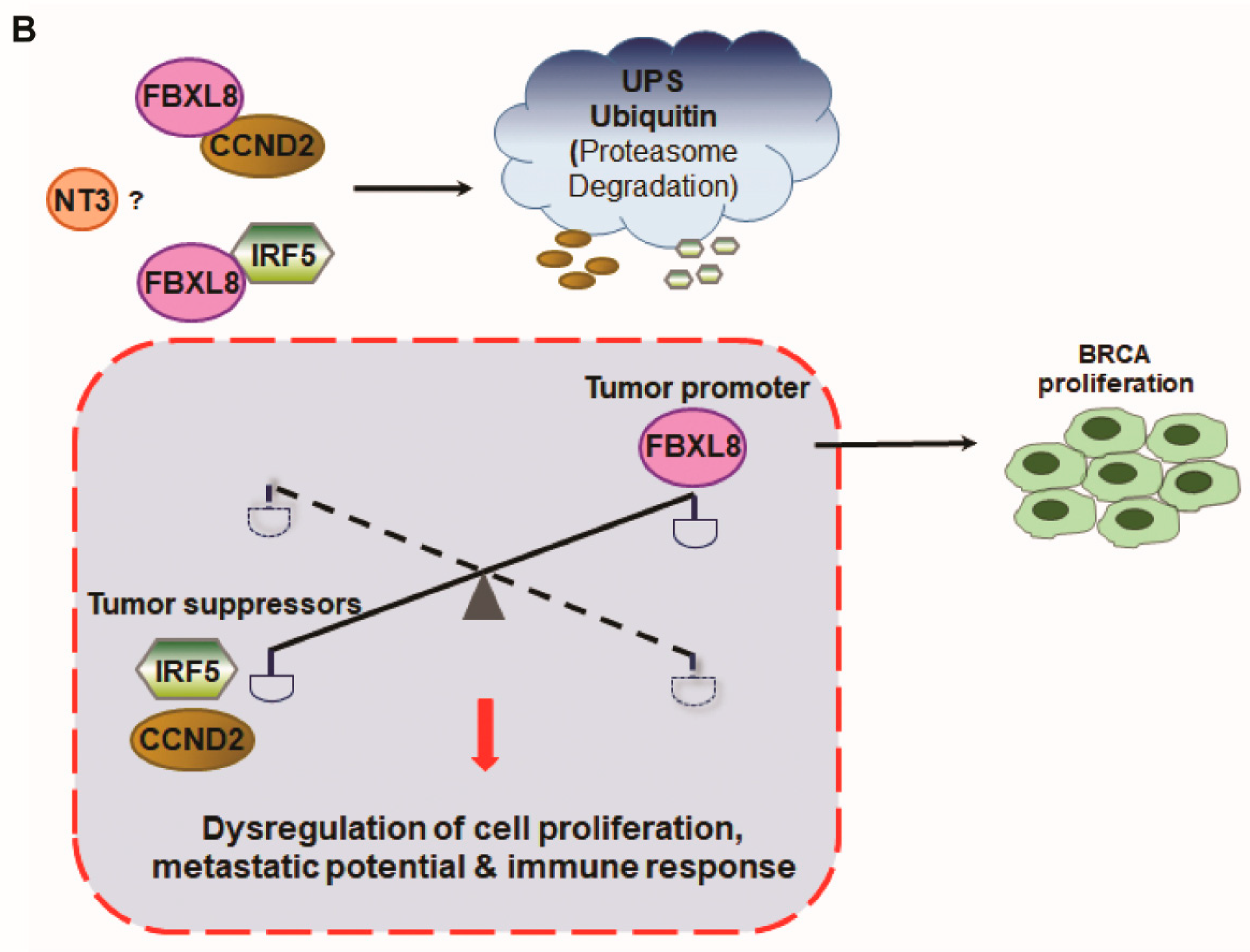 Cancers 12 02210 g007b Cancers 12 02210 g007b