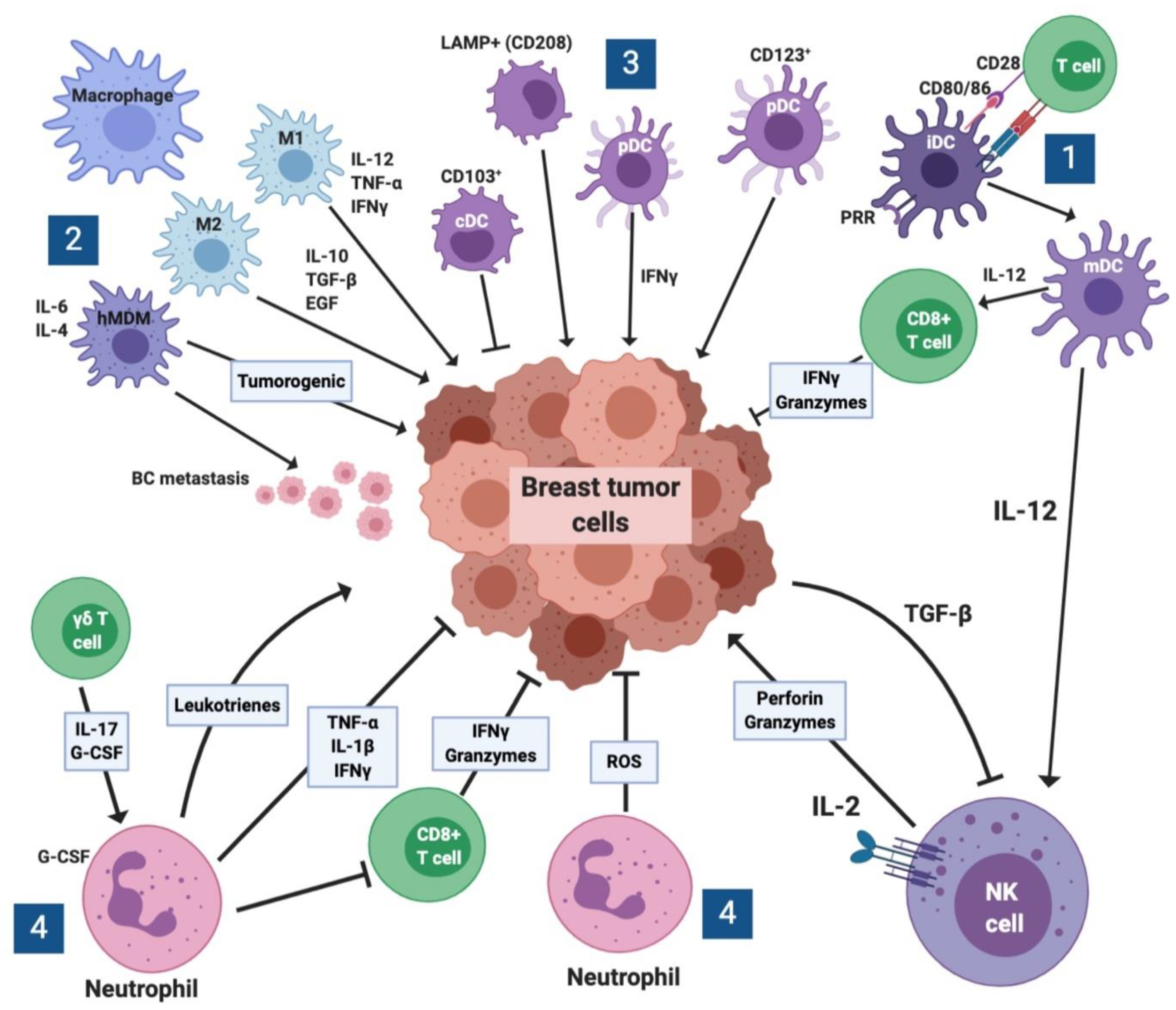 Cancers 12 02226 g002