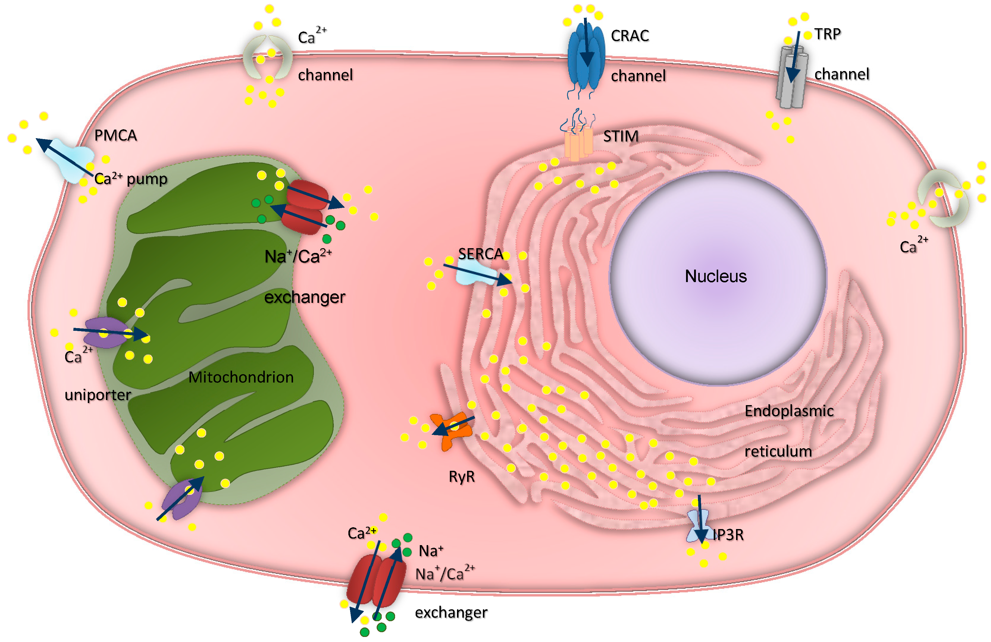 Cancers 12 02232 g001