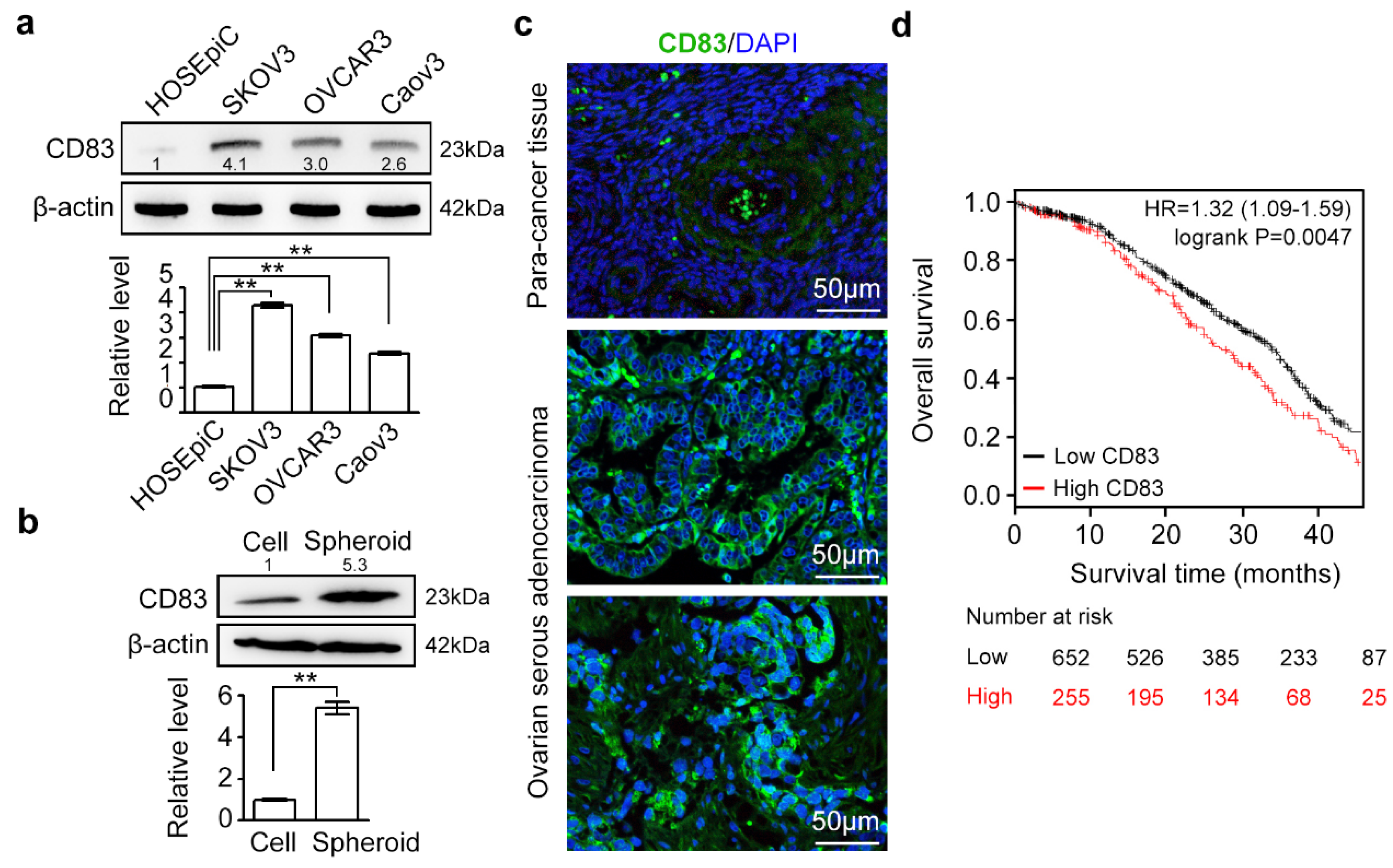 Cancers 12 02269 g001 Cancers 12 02269 g001