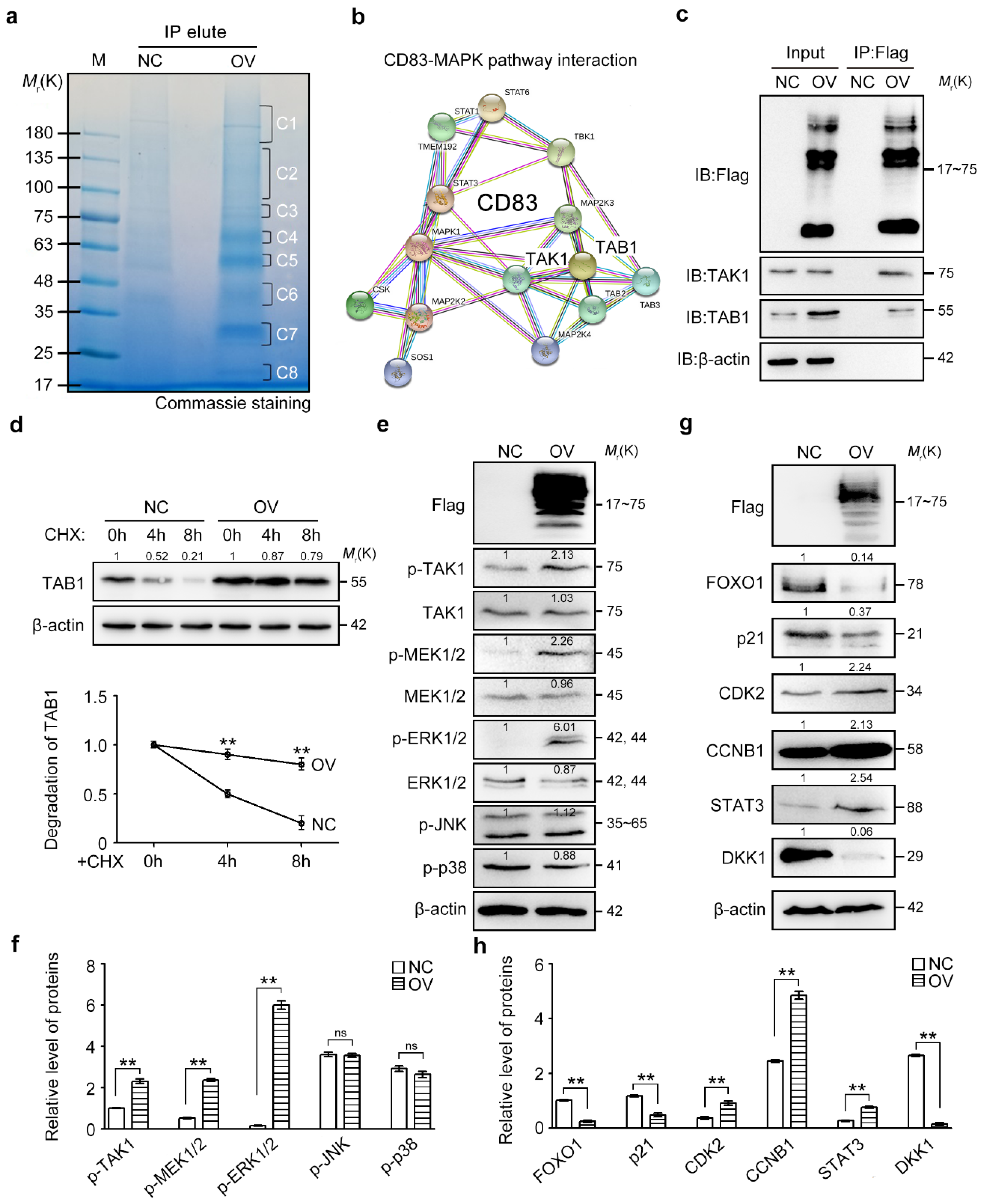 Cancers 12 02269 g005 Cancers 12 02269 g005