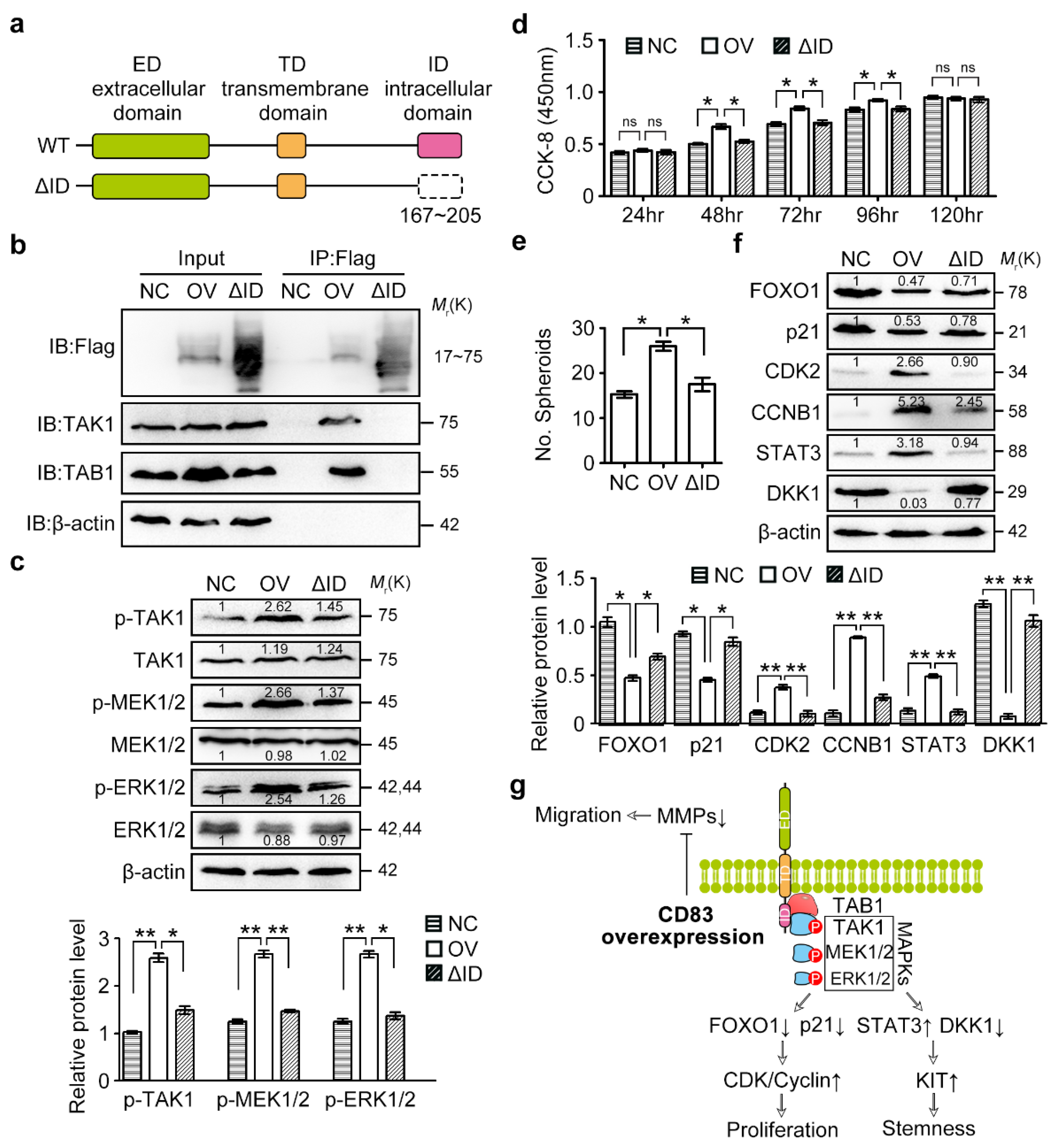 Cancers 12 02269 g006 Cancers 12 02269 g006