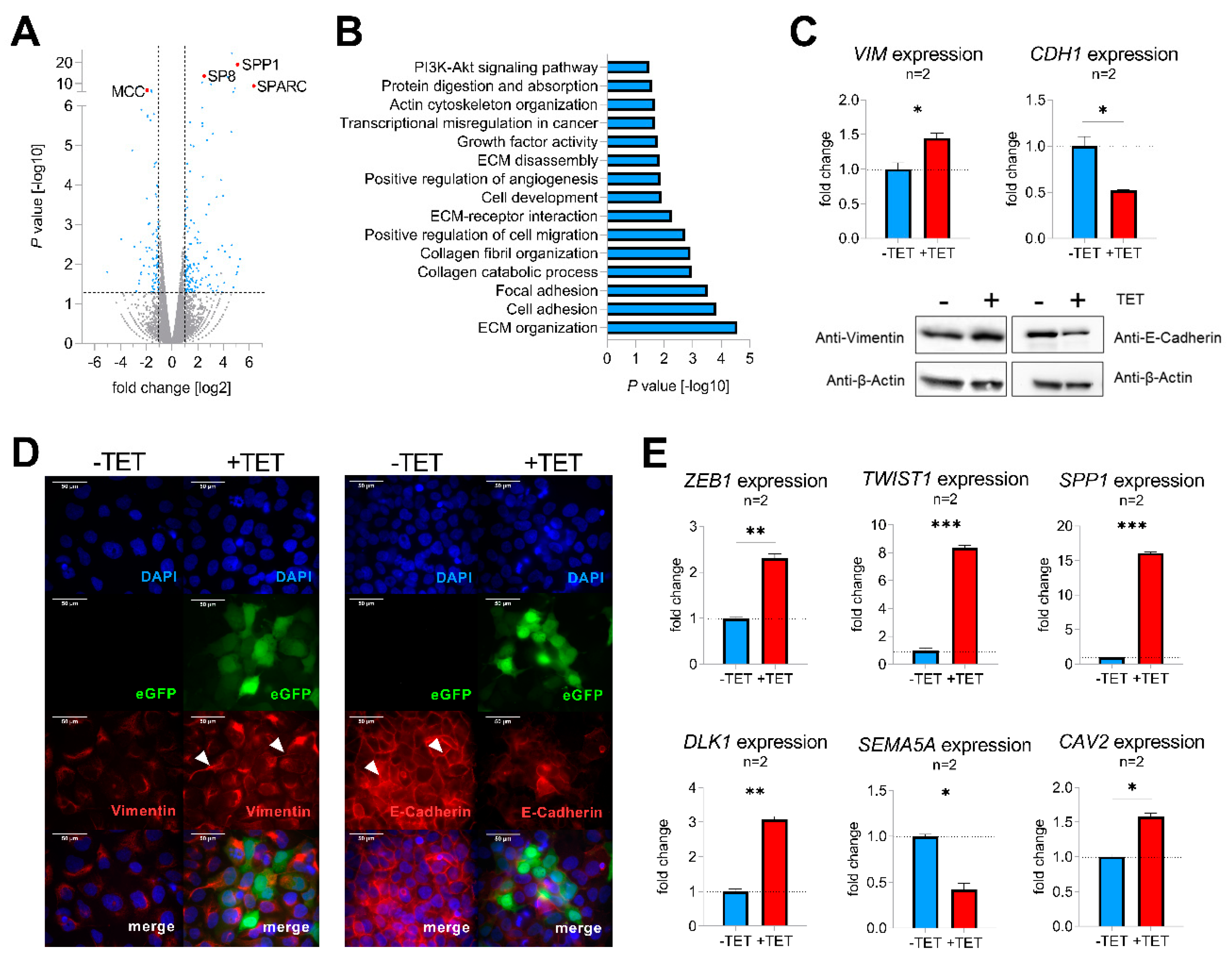 Cancers 12 02294 g003 Cancers 12 02294 g003