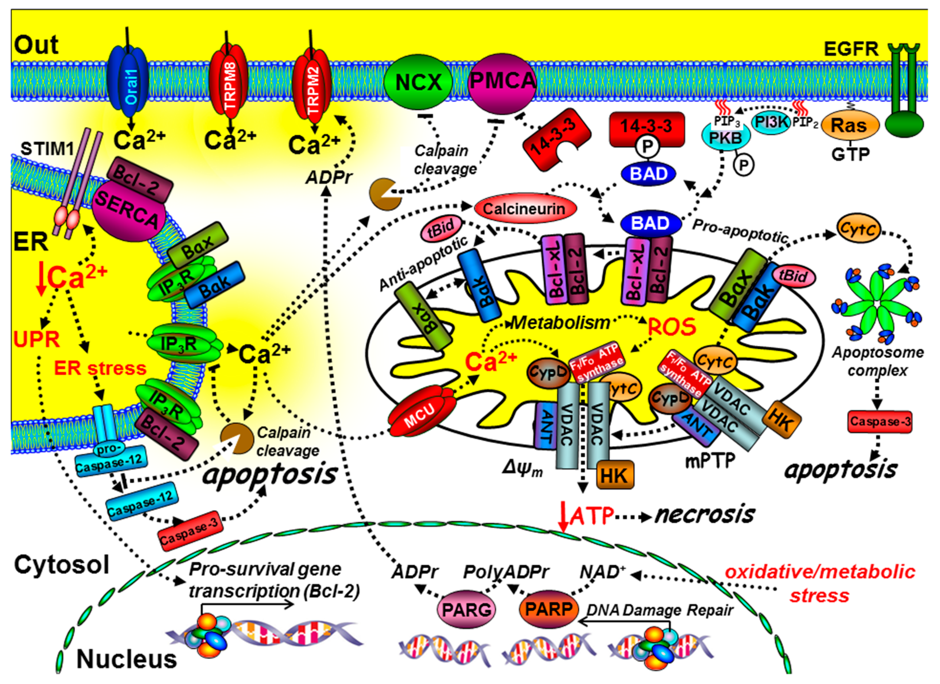 Cancers 12 02351 g003