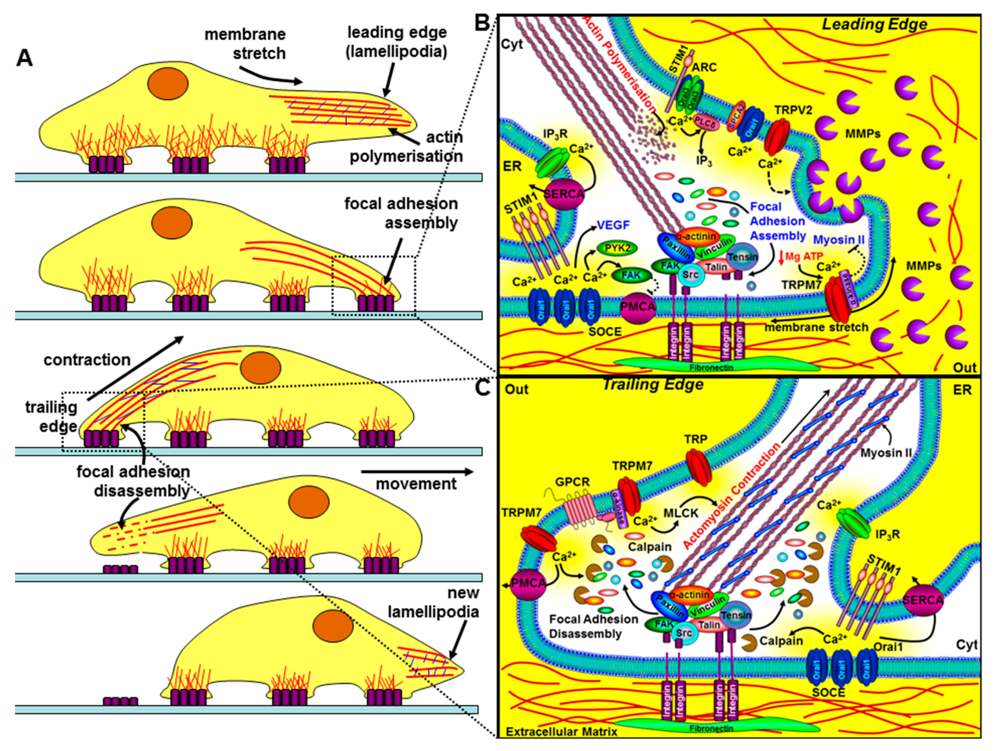 Cancers 12 02351 g004