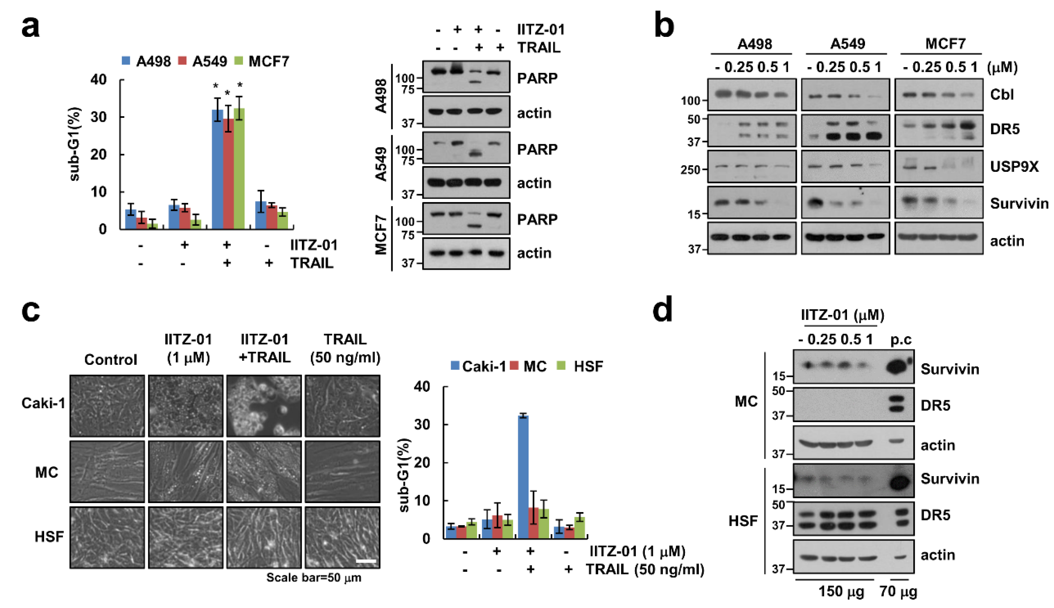 Cancers 12 02363 g007 Cancers 12 02363 g007