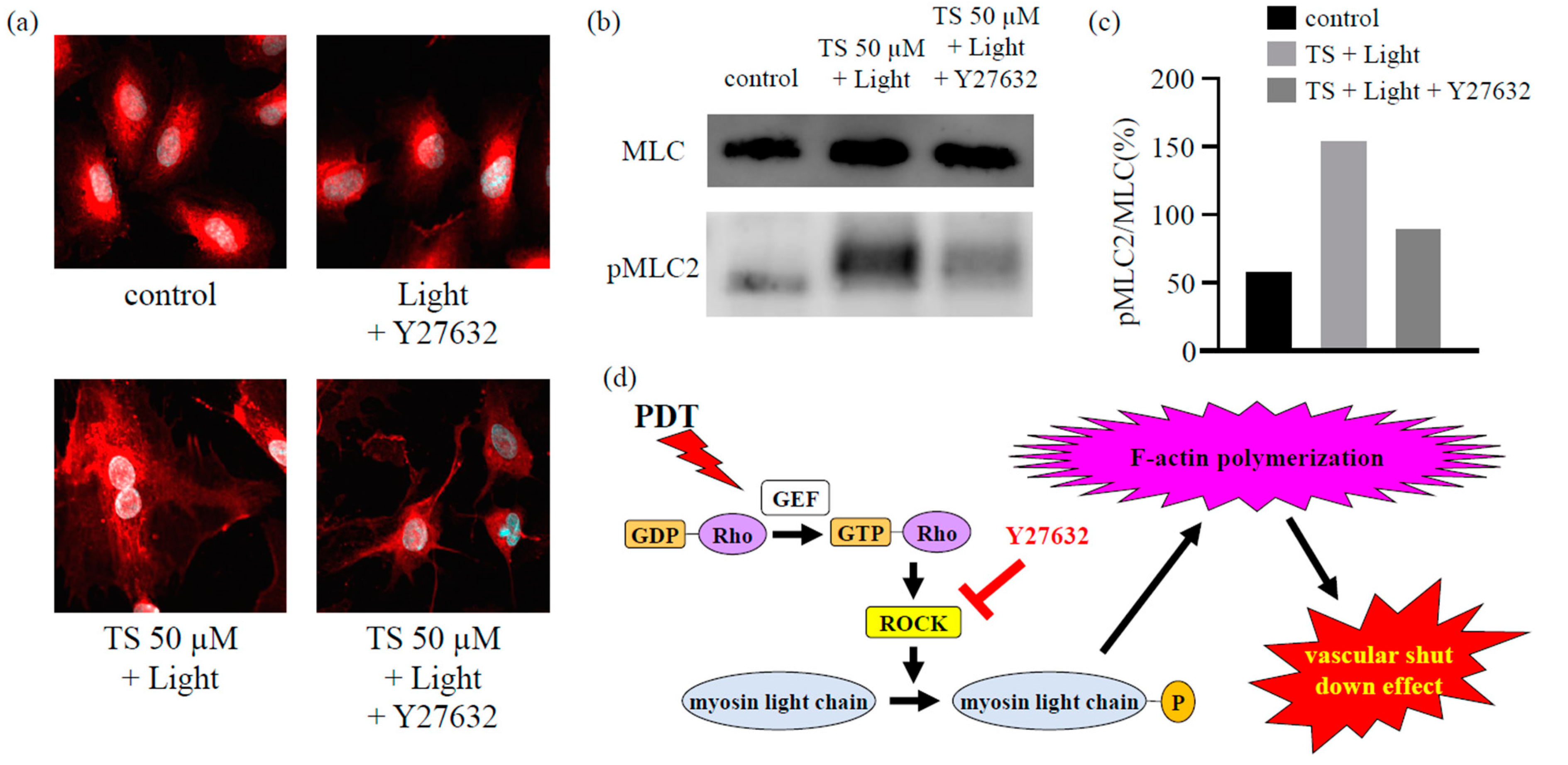 Cancers 12 02369 g005