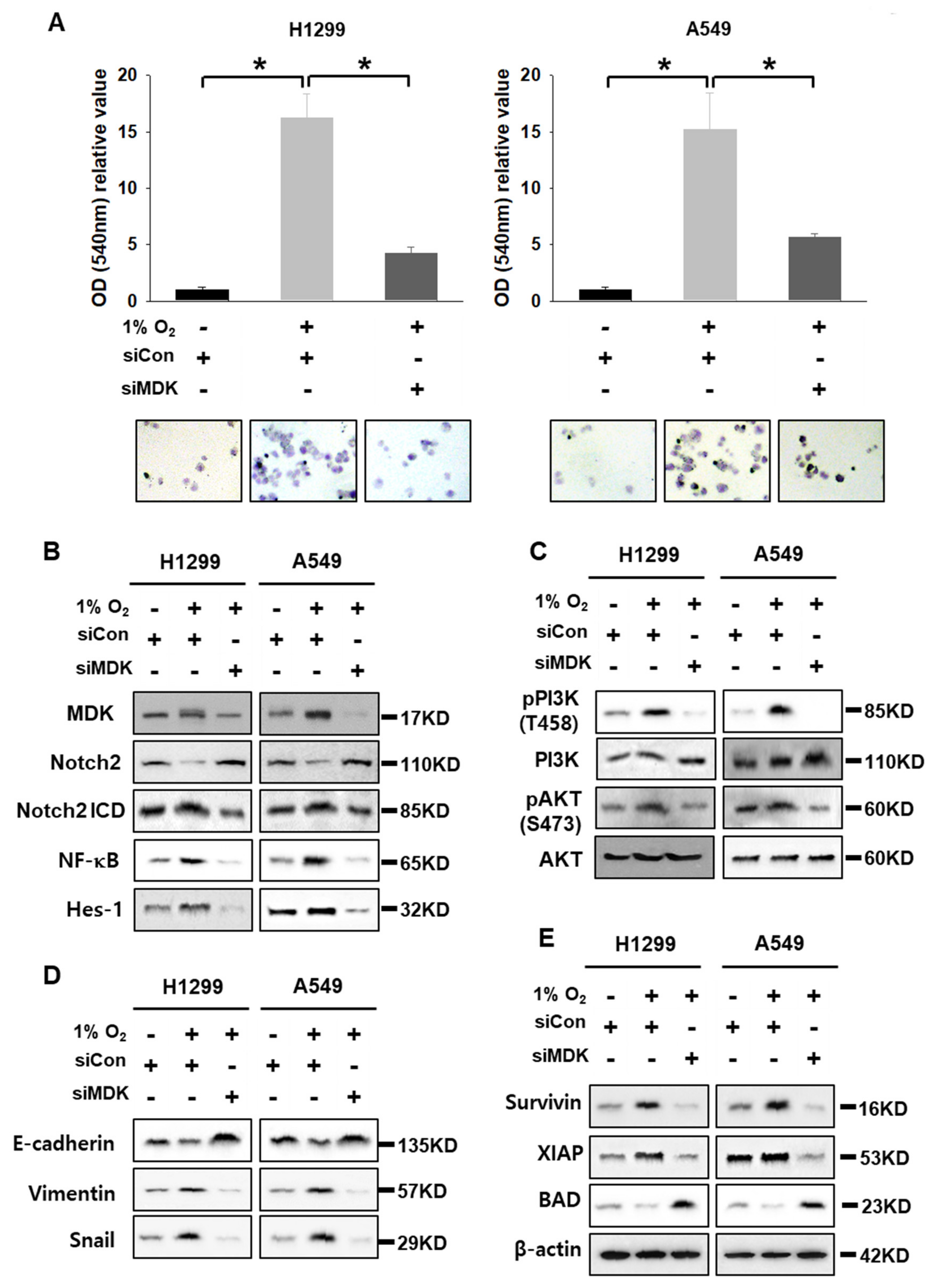 Cancers 12 02402 g004 Cancers 12 02402 g004
