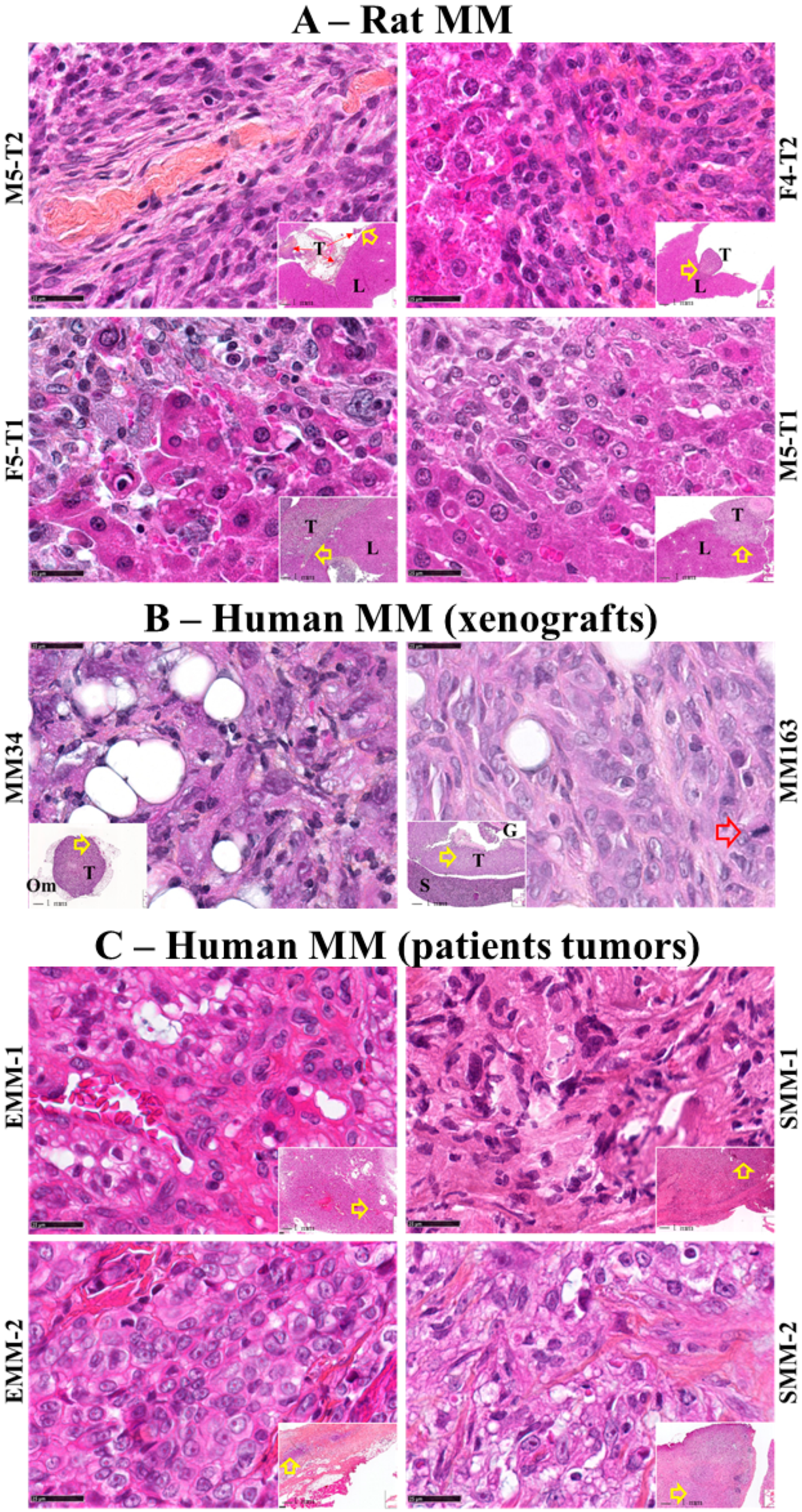Cancers 12 02430 g001