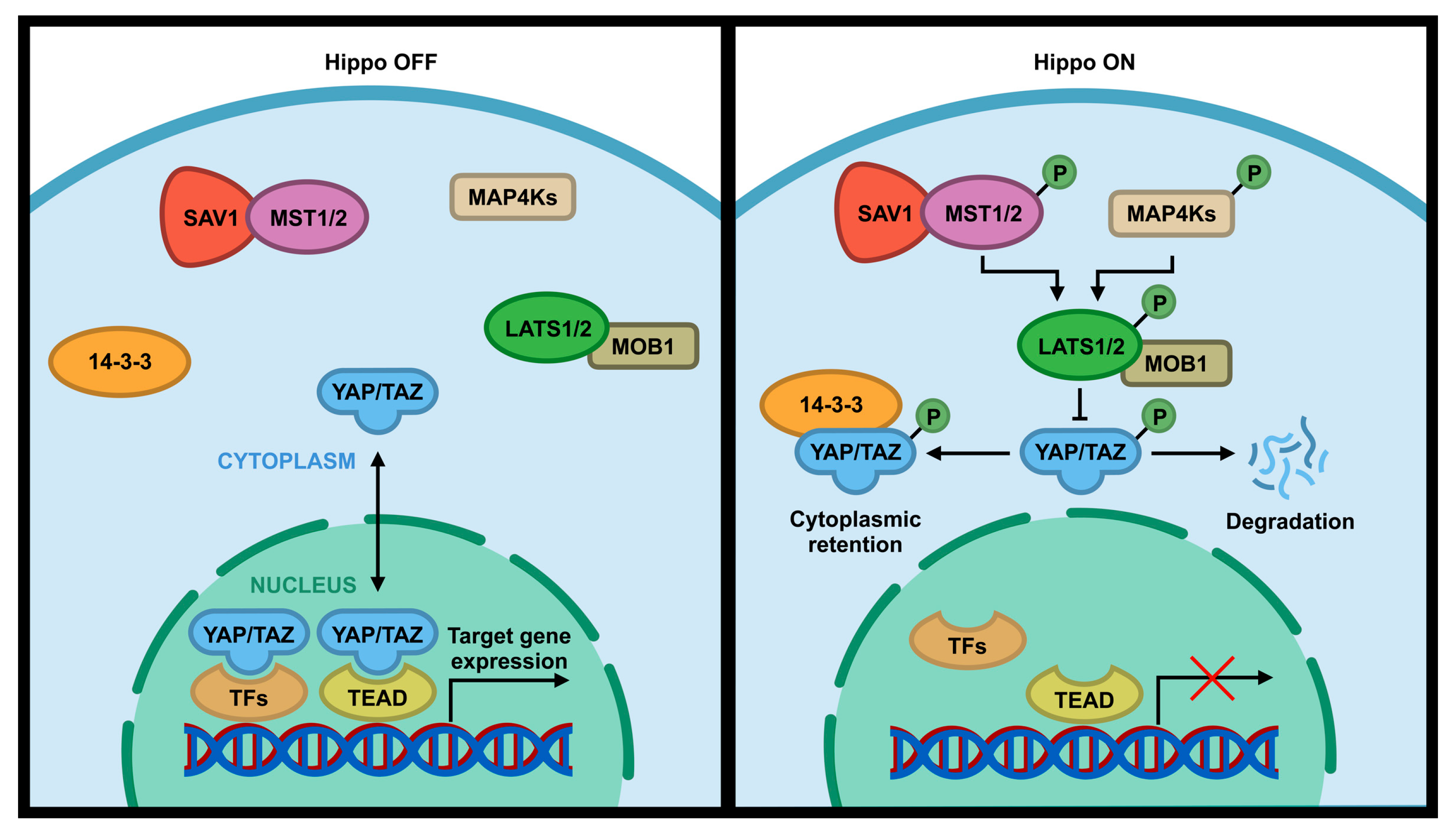 Cancers 12 02438 g001