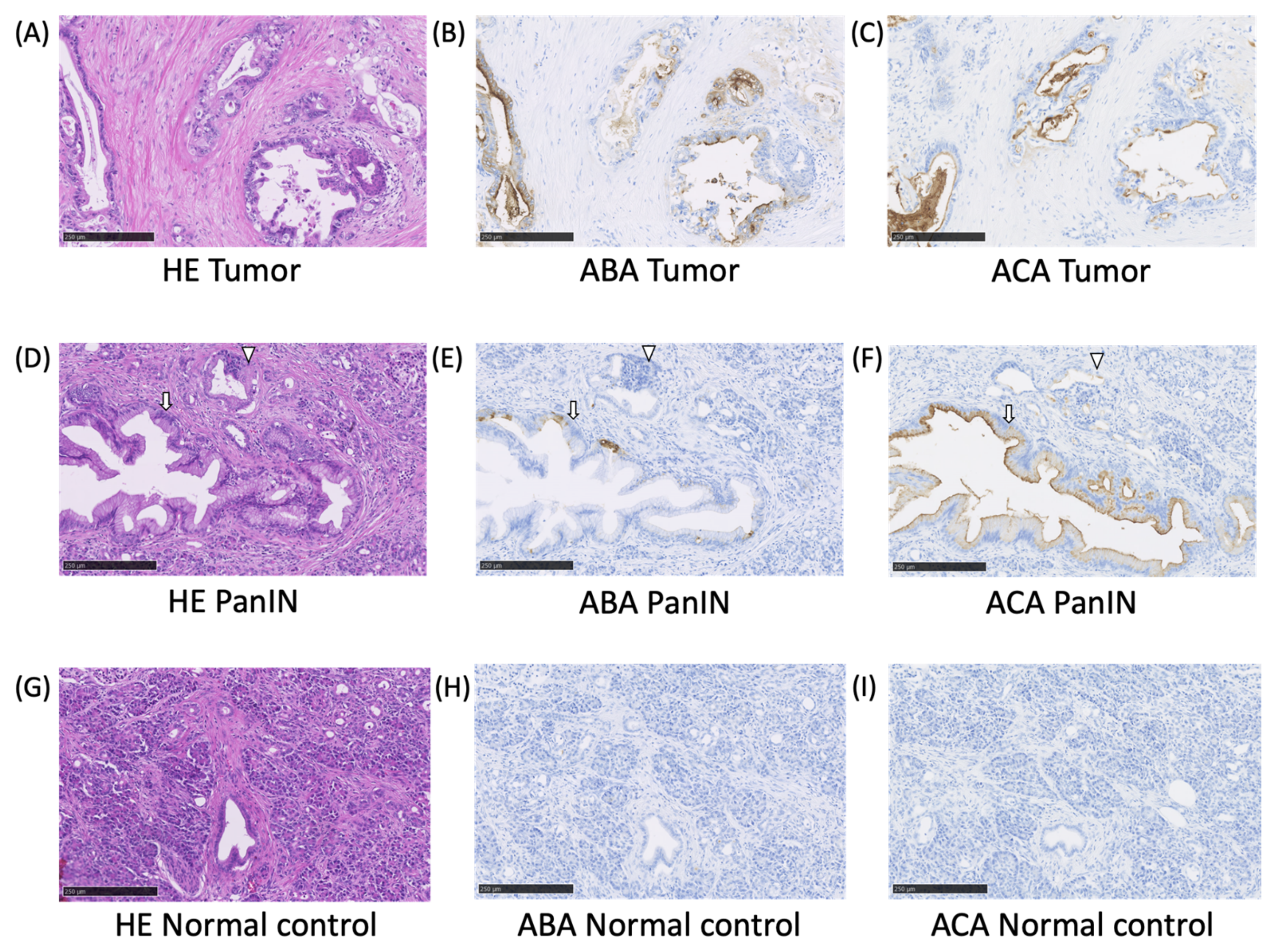 Cancers 12 02469 g003
