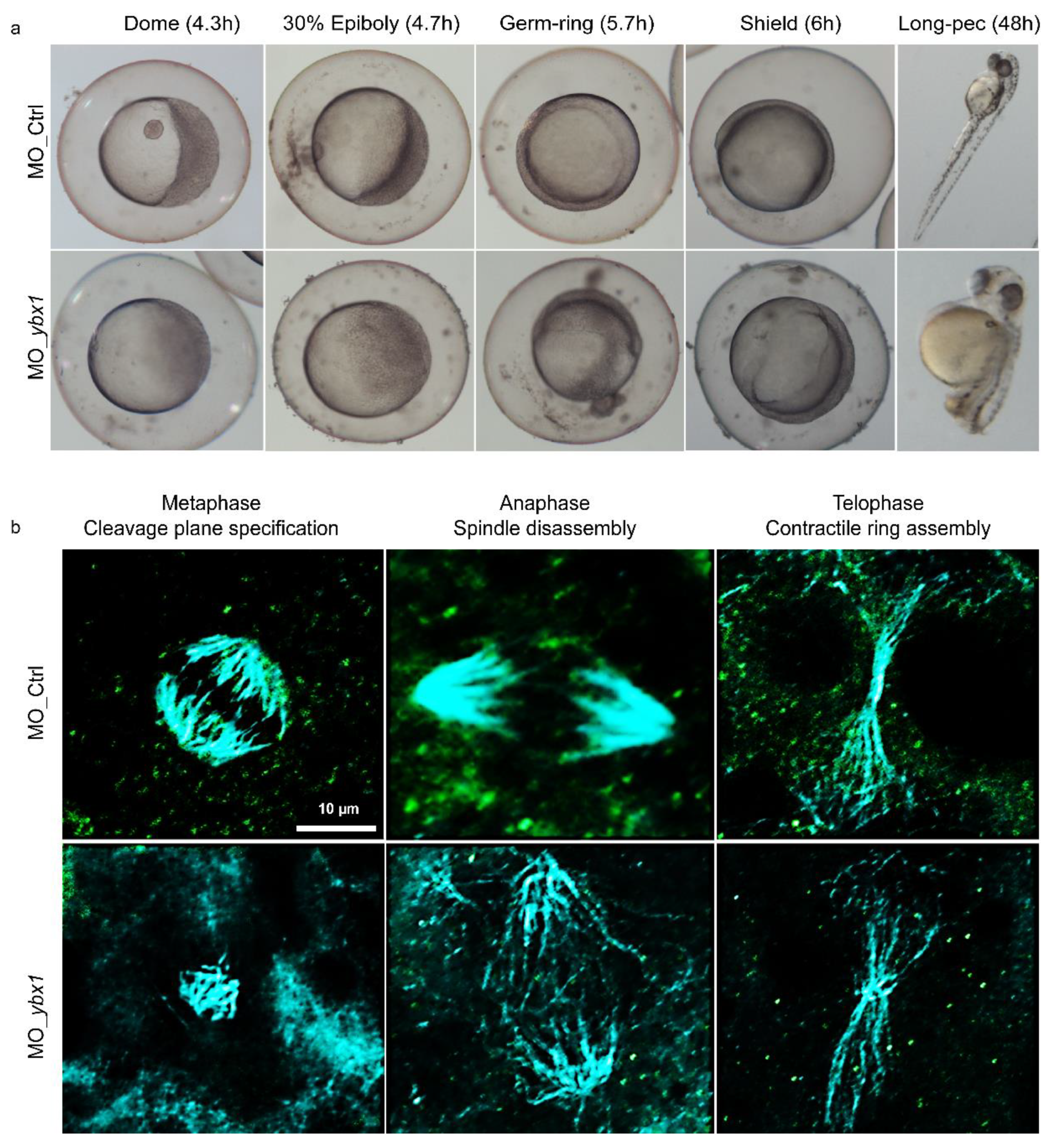 Cancers 12 02473 g004