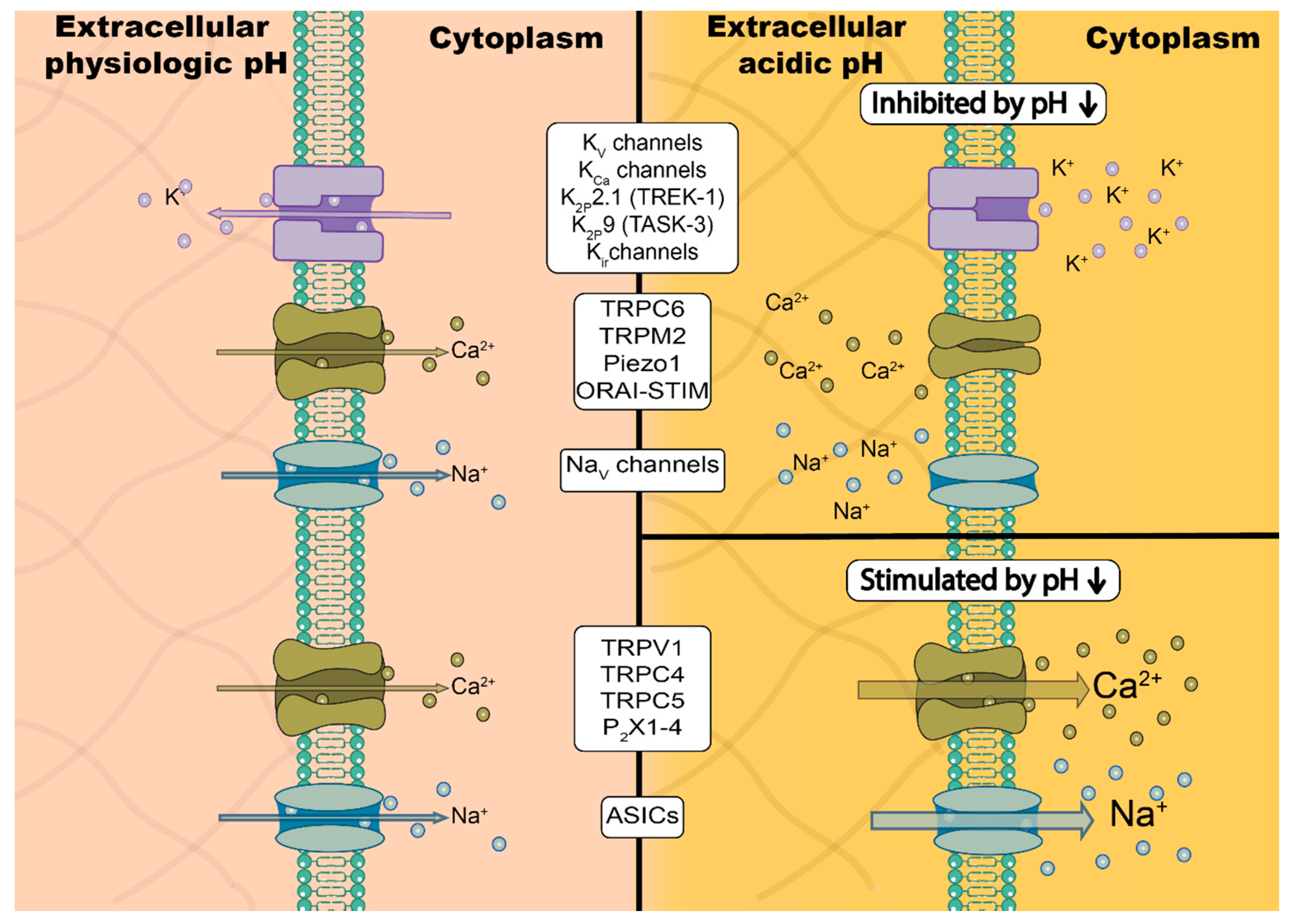 Cancers 12 02484 g001 Cancers 12 02484 g001