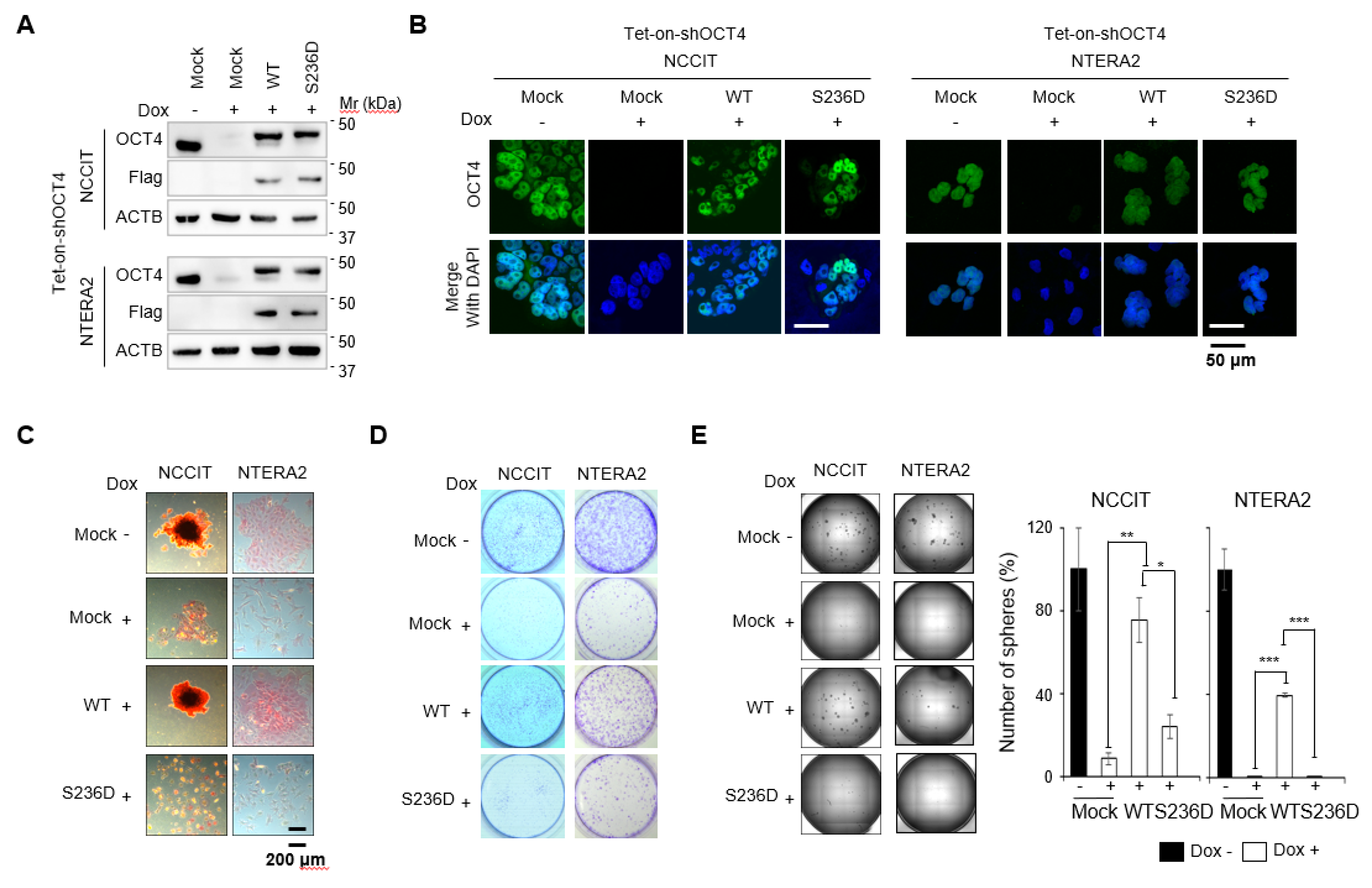 Cancers 12 02601 g002