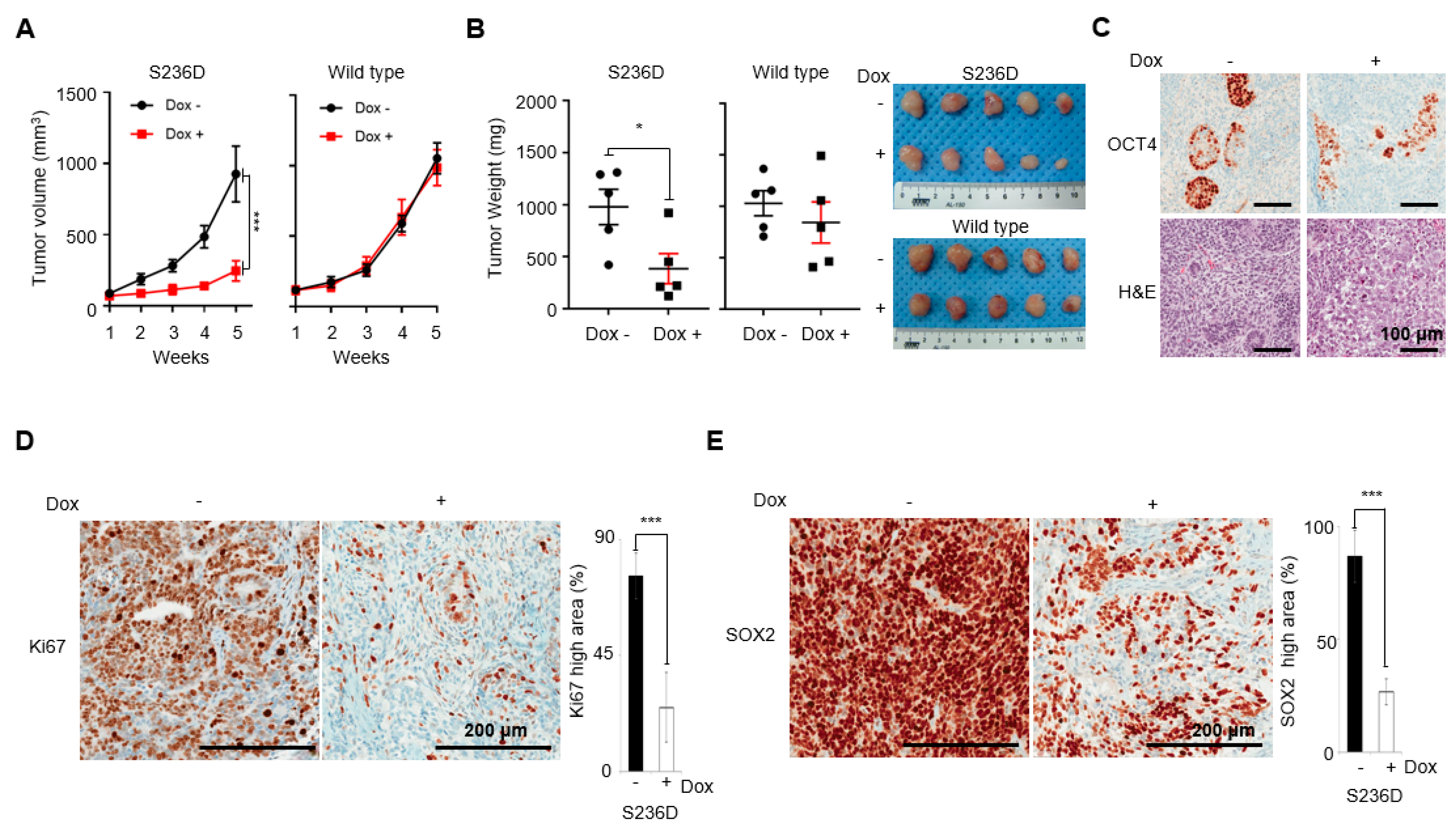 Cancers 12 02601 g004