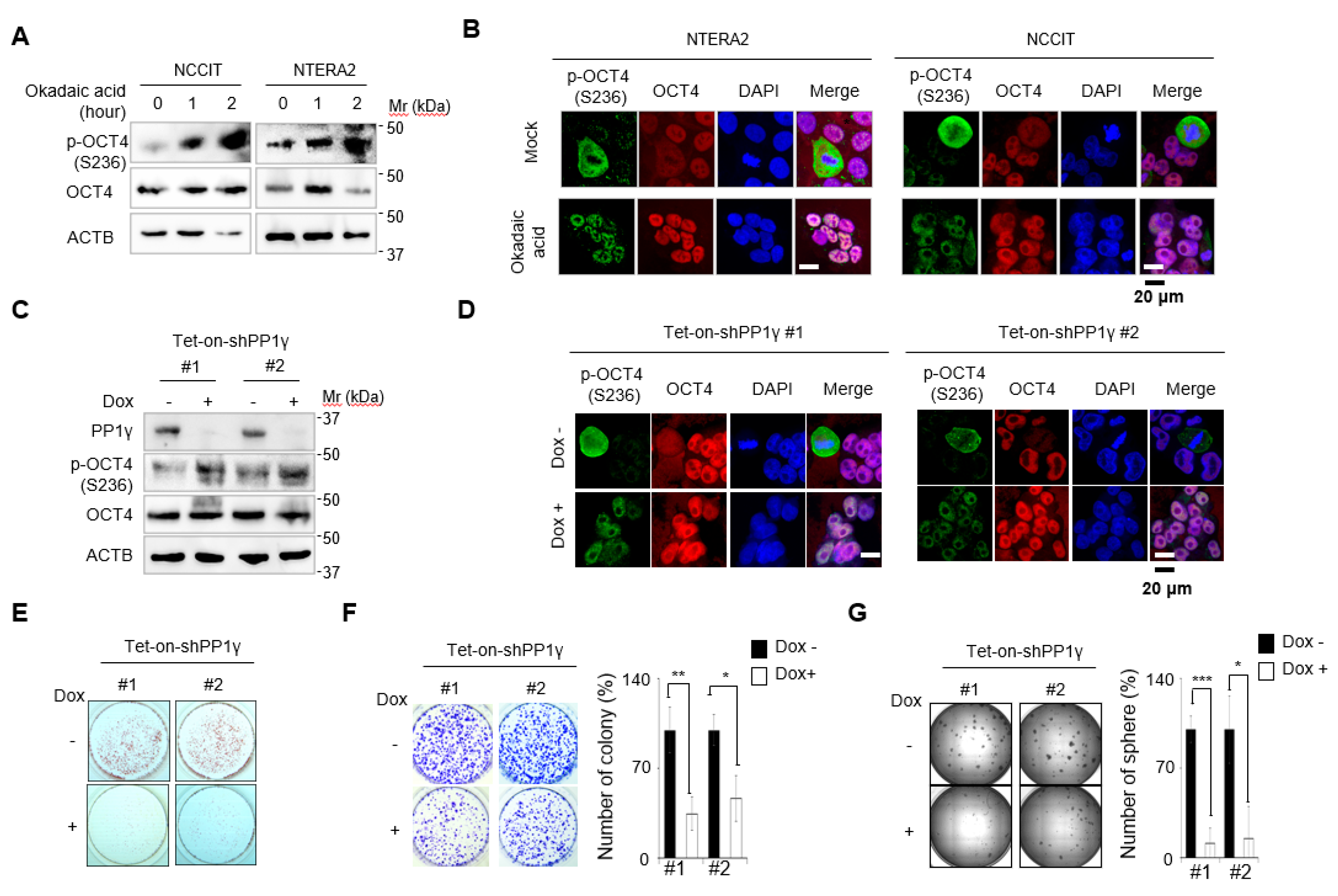 Cancers 12 02601 g005