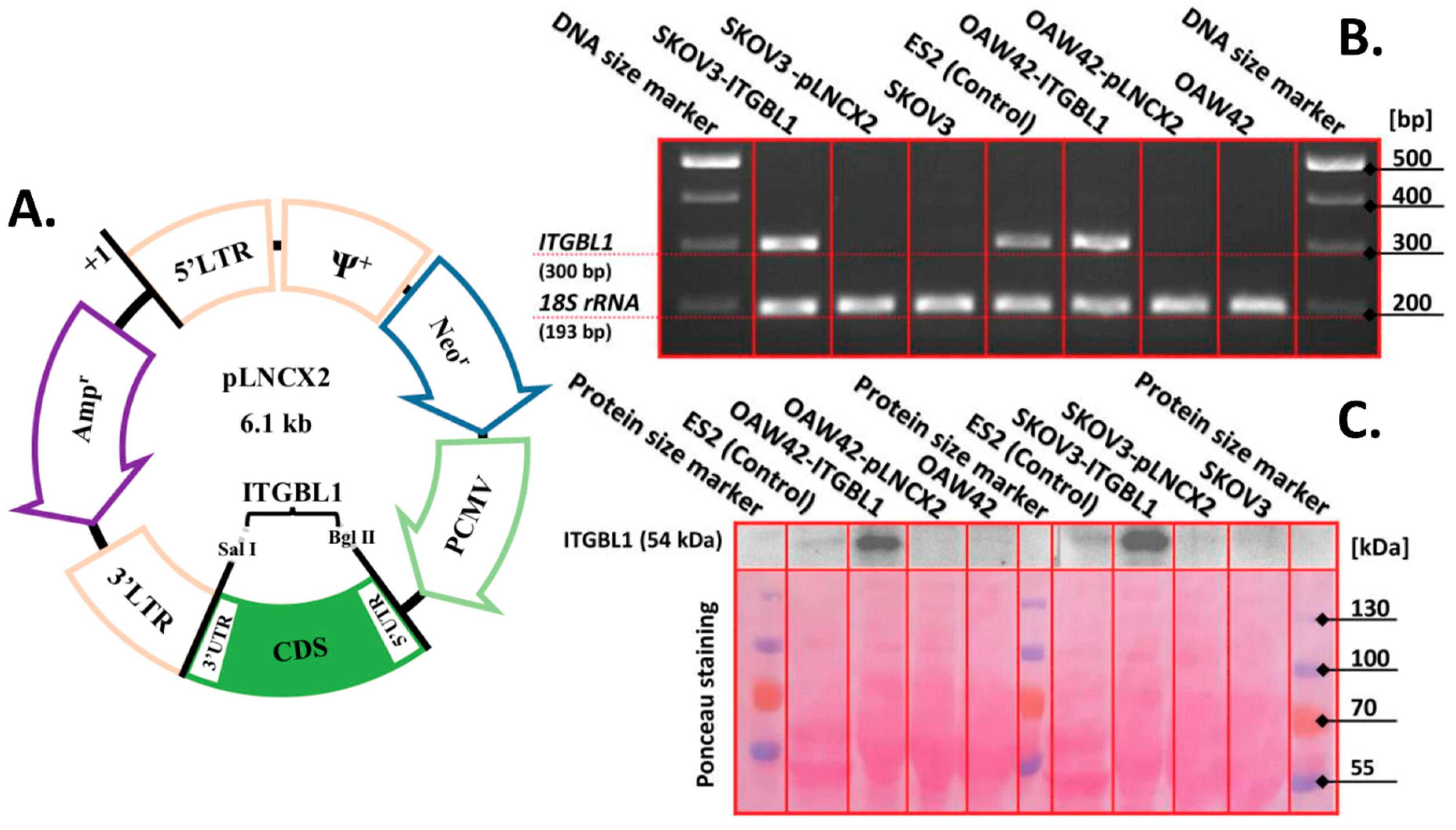 Cancers 12 02676 g002