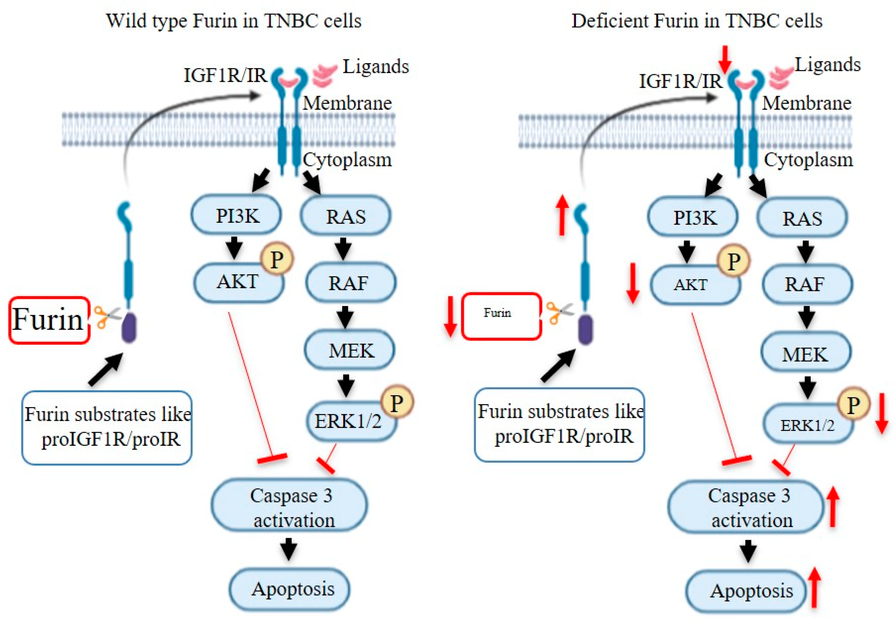 Cancers 12 02686 g005 Cancers 12 02686 g005