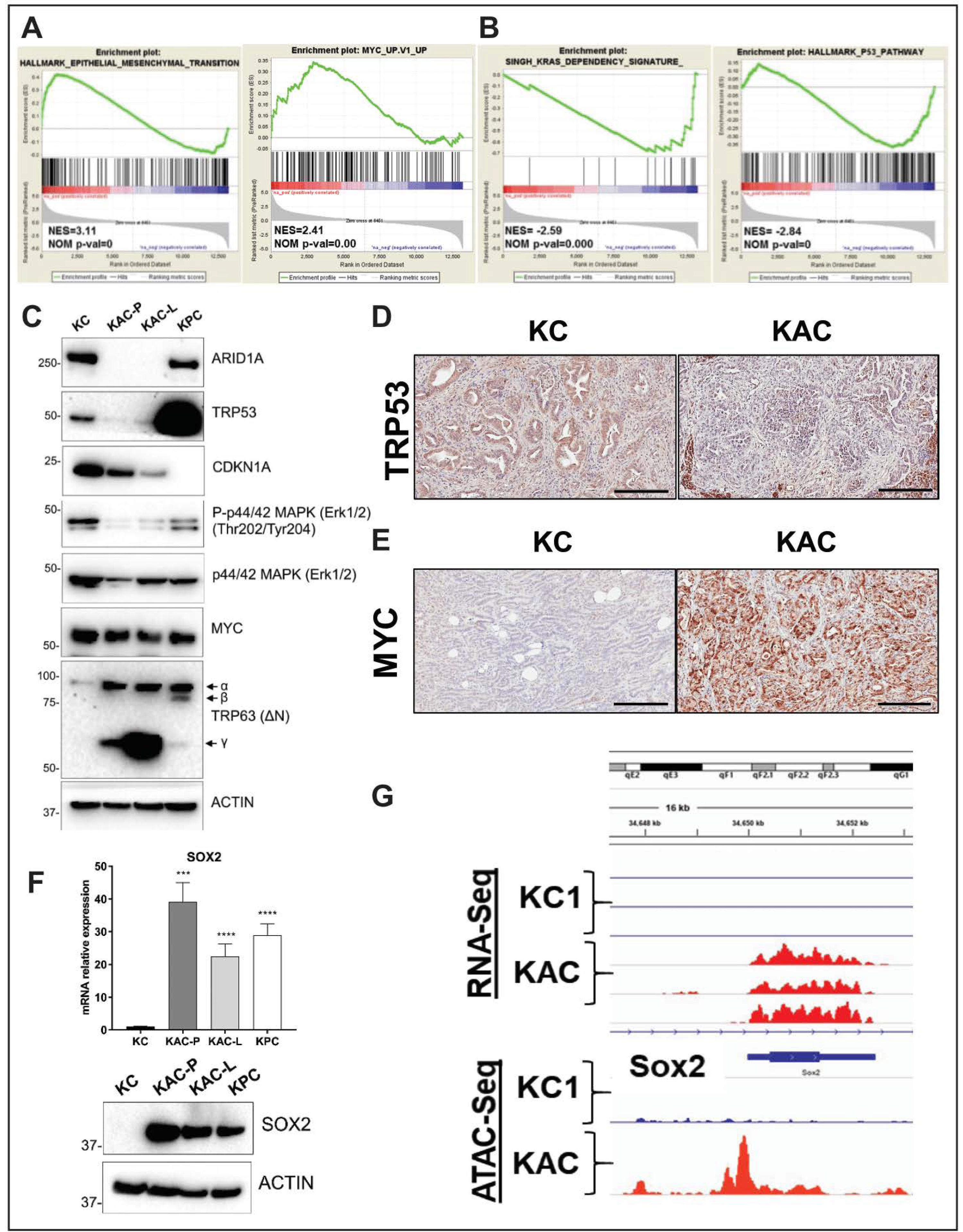 Cancers 12 02695 g005 Cancers 12 02695 g005