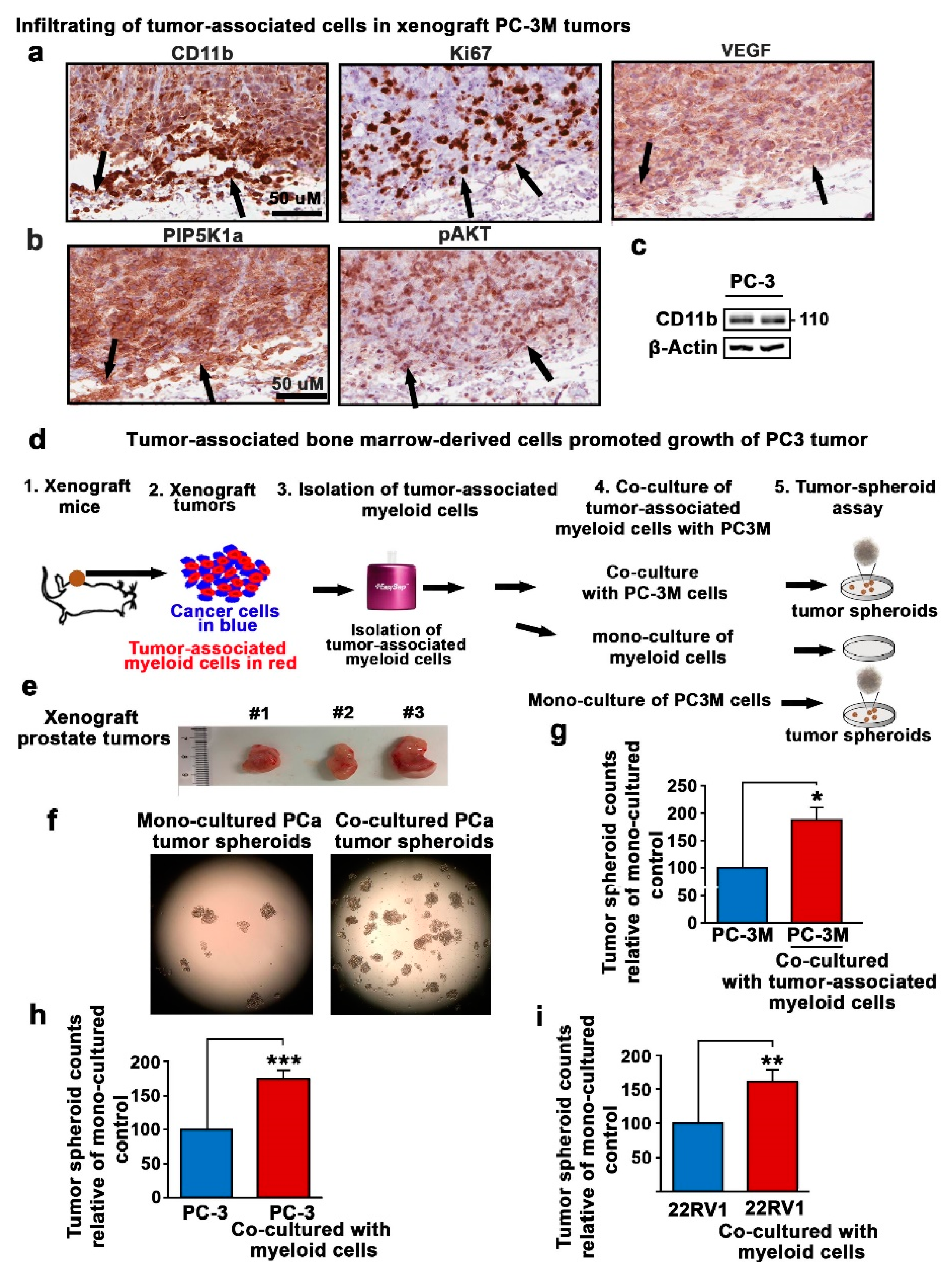 Cancers 12 02719 g003