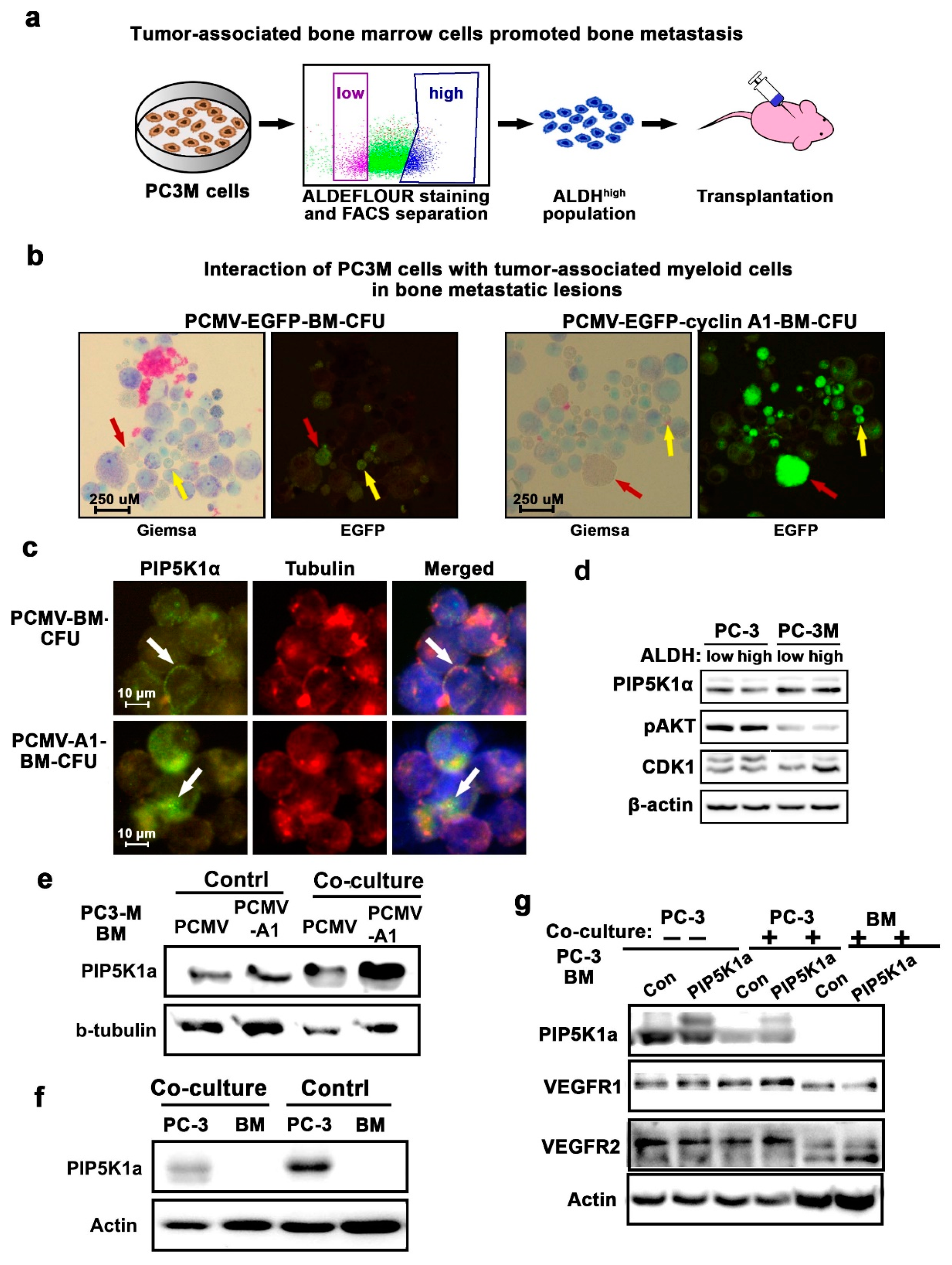 Cancers 12 02719 g004