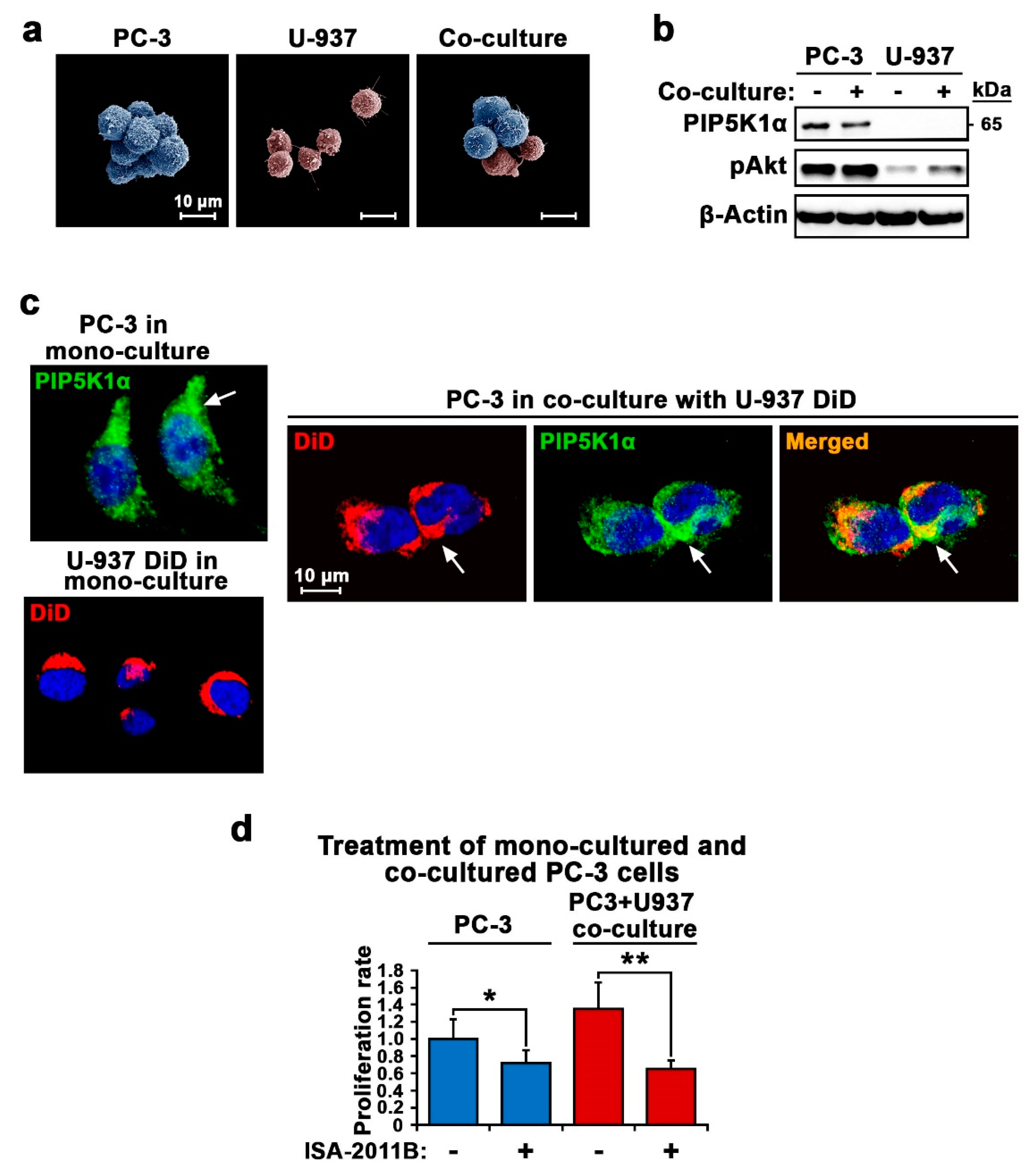 Cancers 12 02719 g005