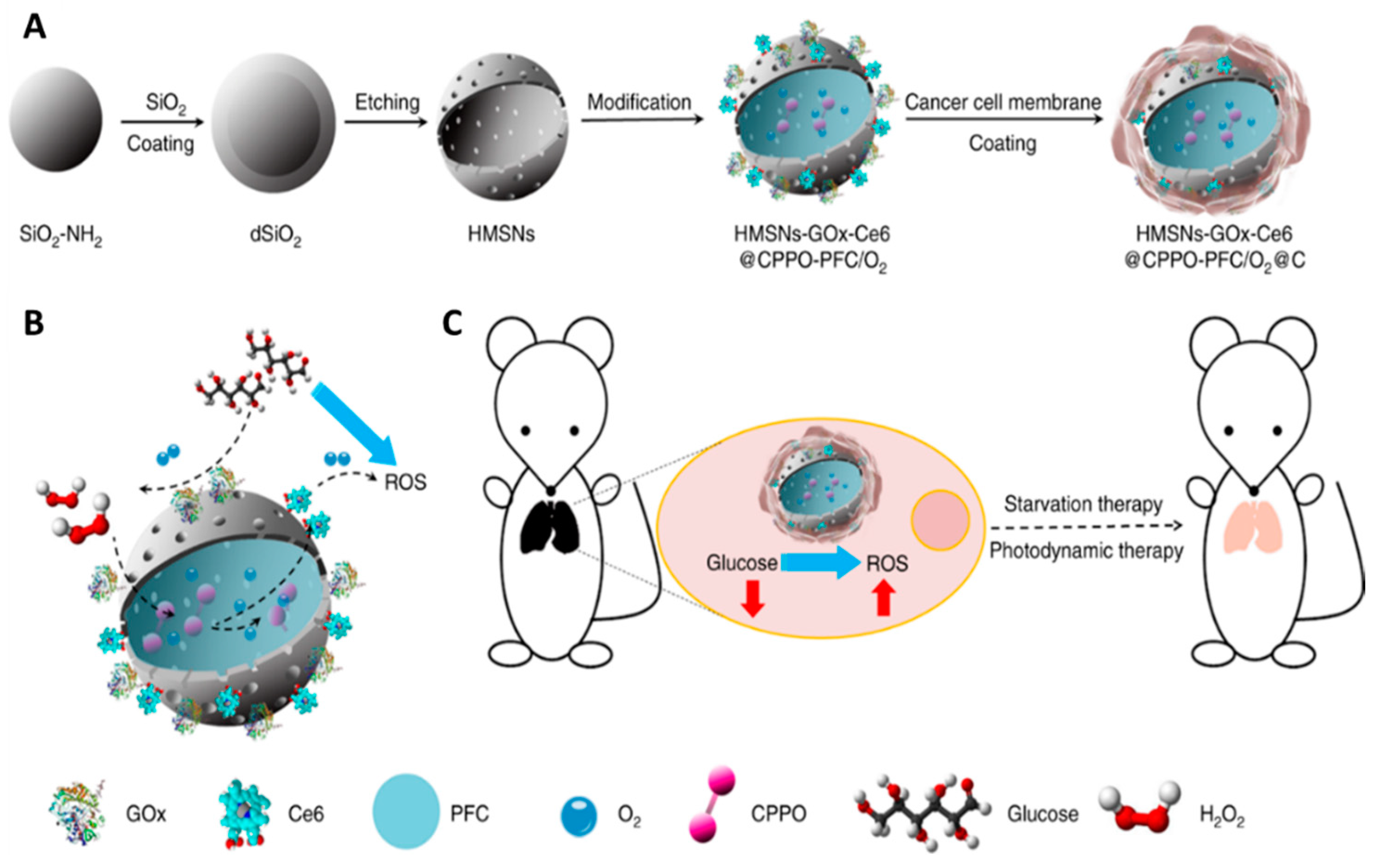 Cancers 12 02793 g007