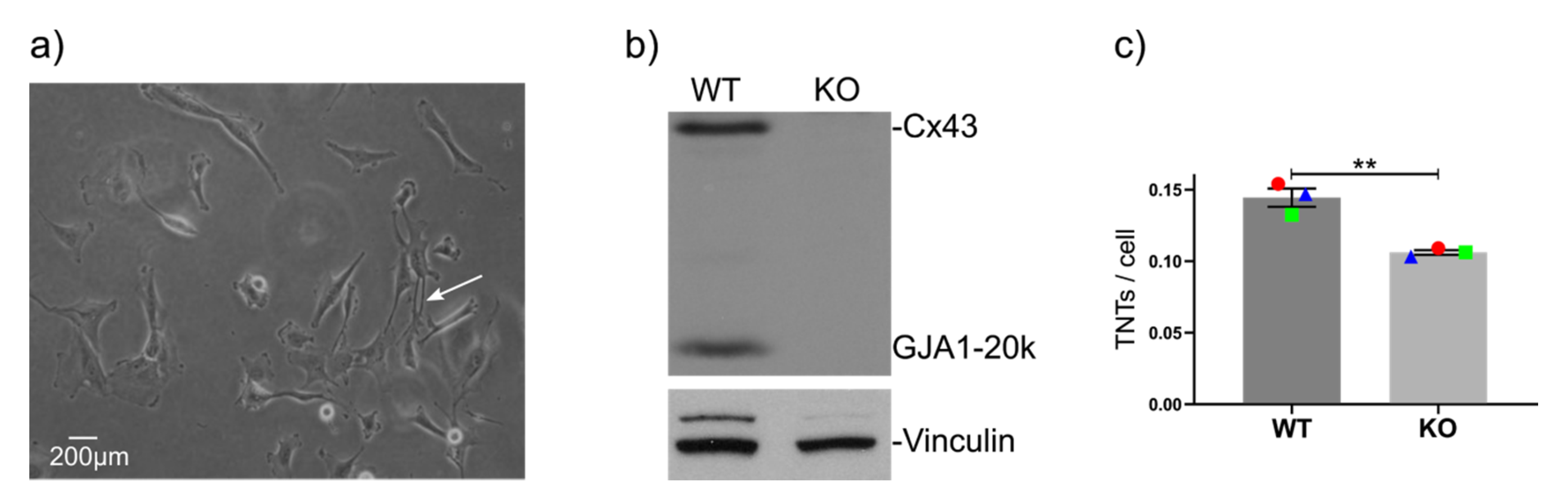 Cancers 12 02798 g002