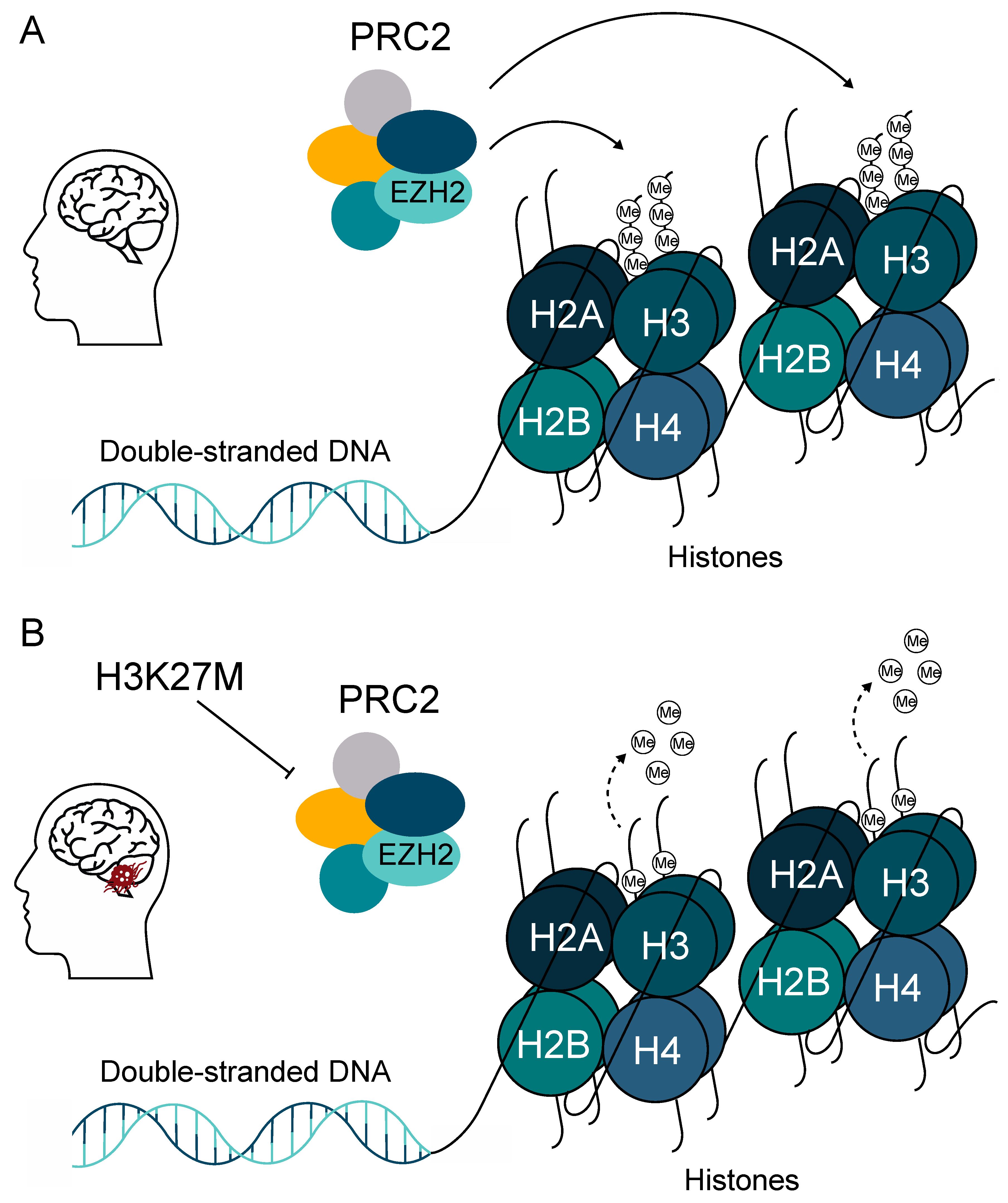 Cancers 12 02813 g003