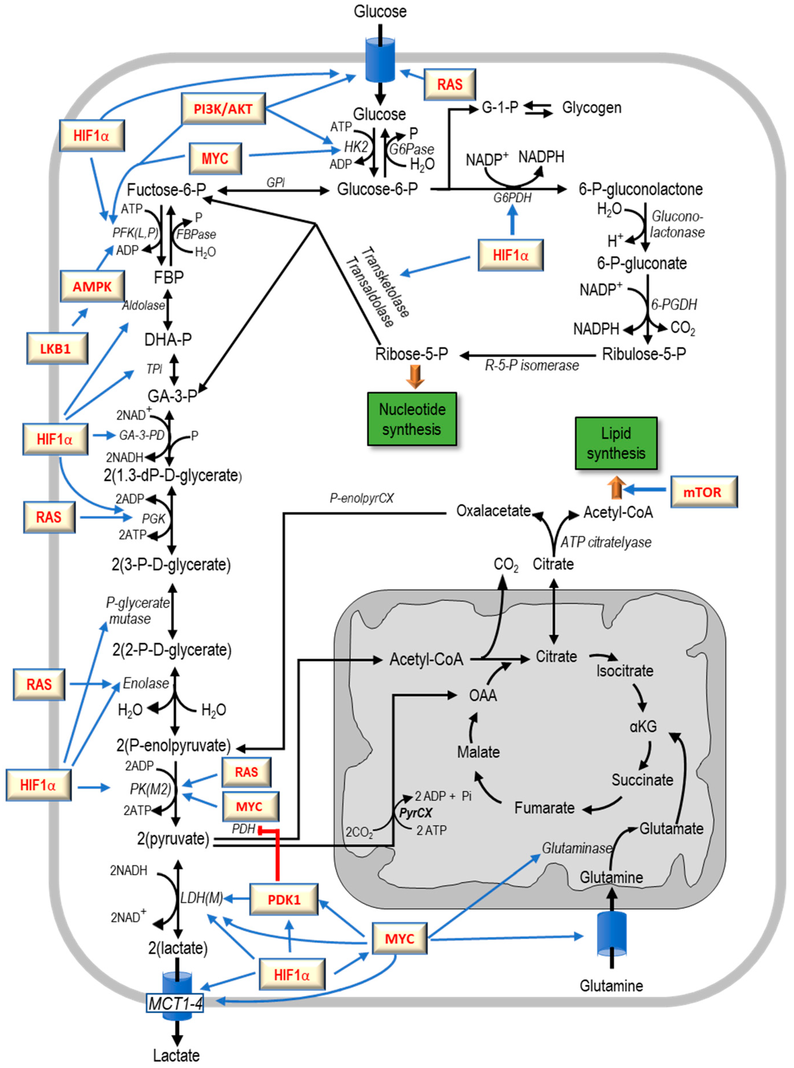 Cancers 12 02819 g003