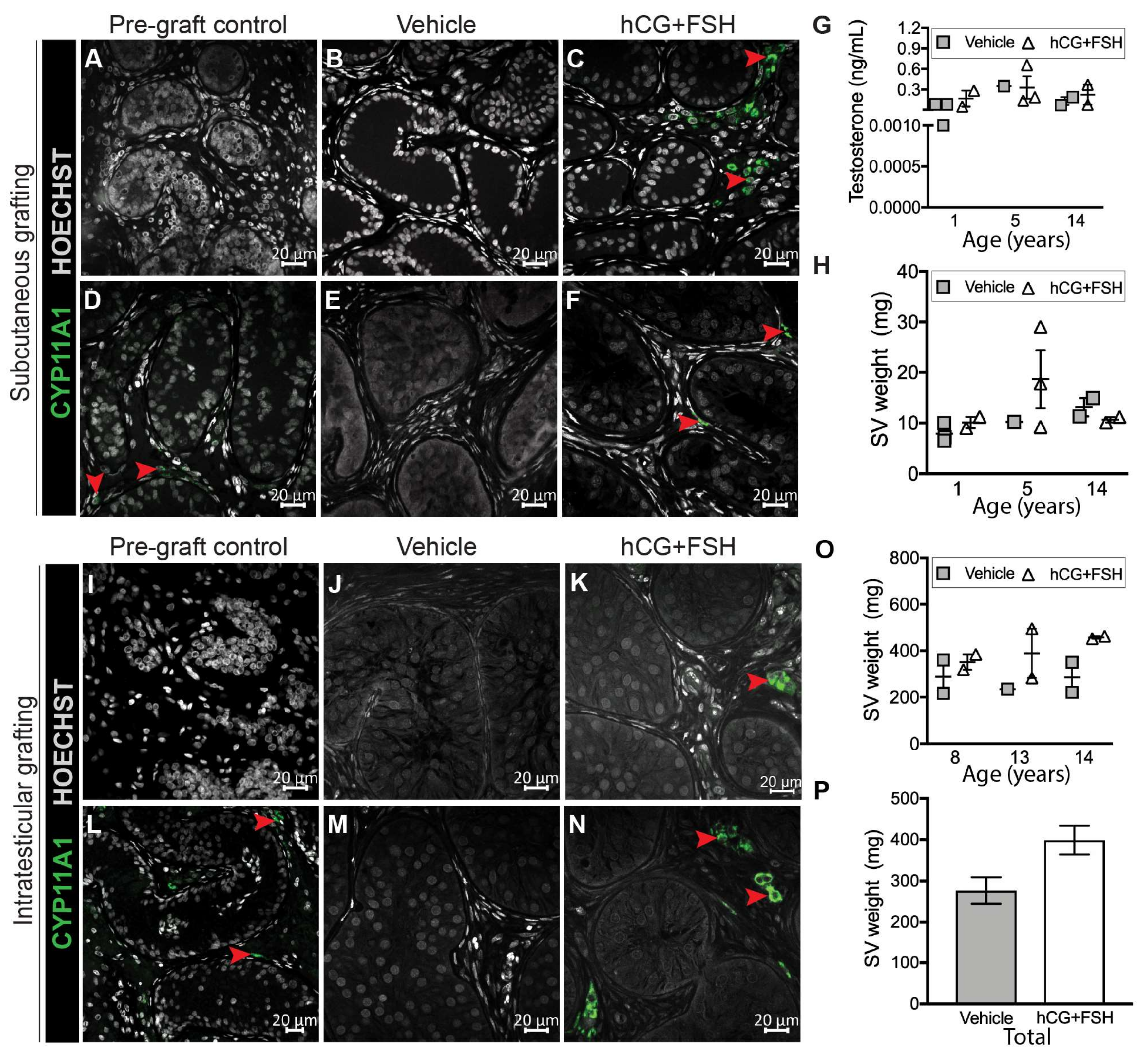 Cancers 12 02830 g003