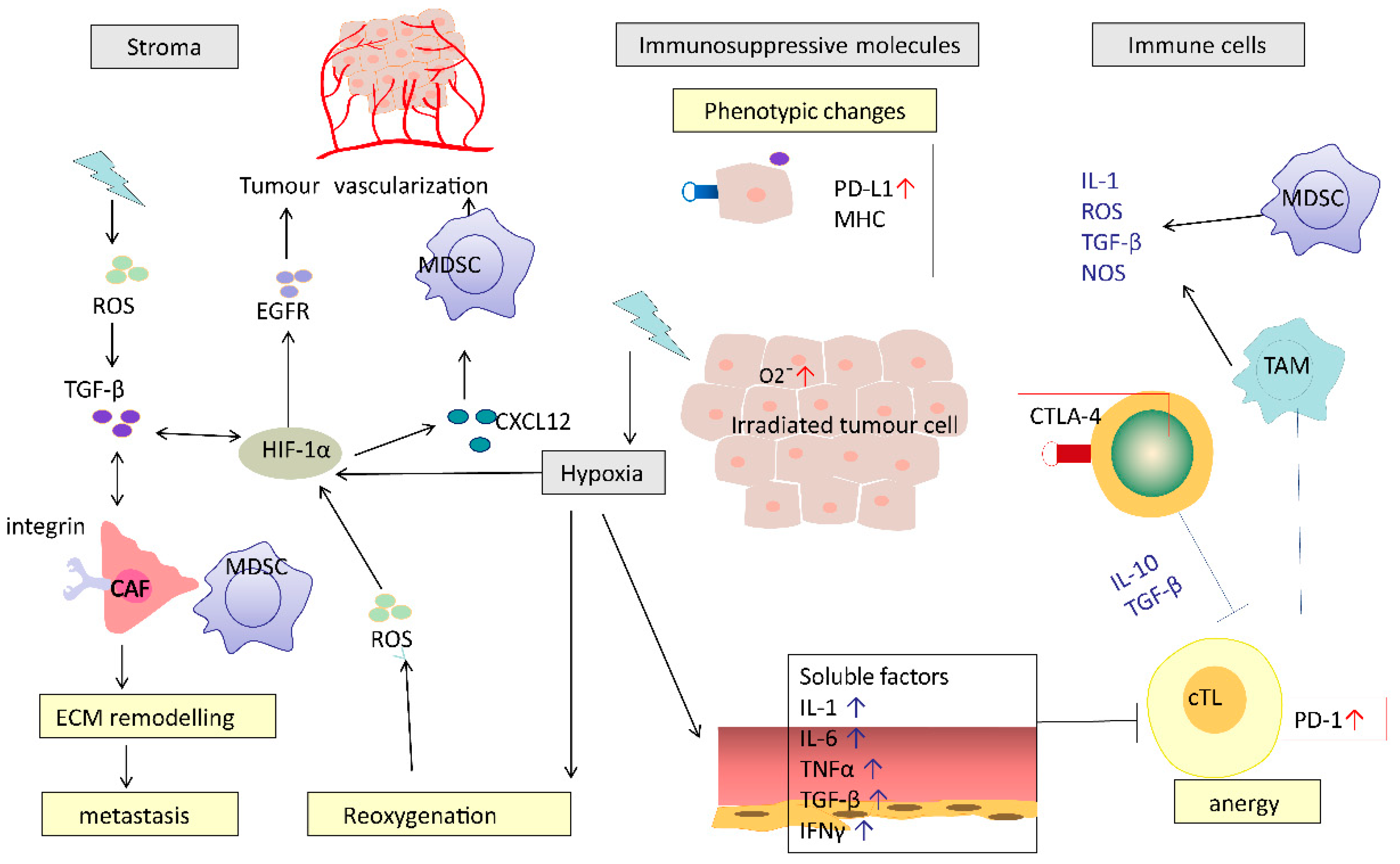 Cancers 12 02835 g002