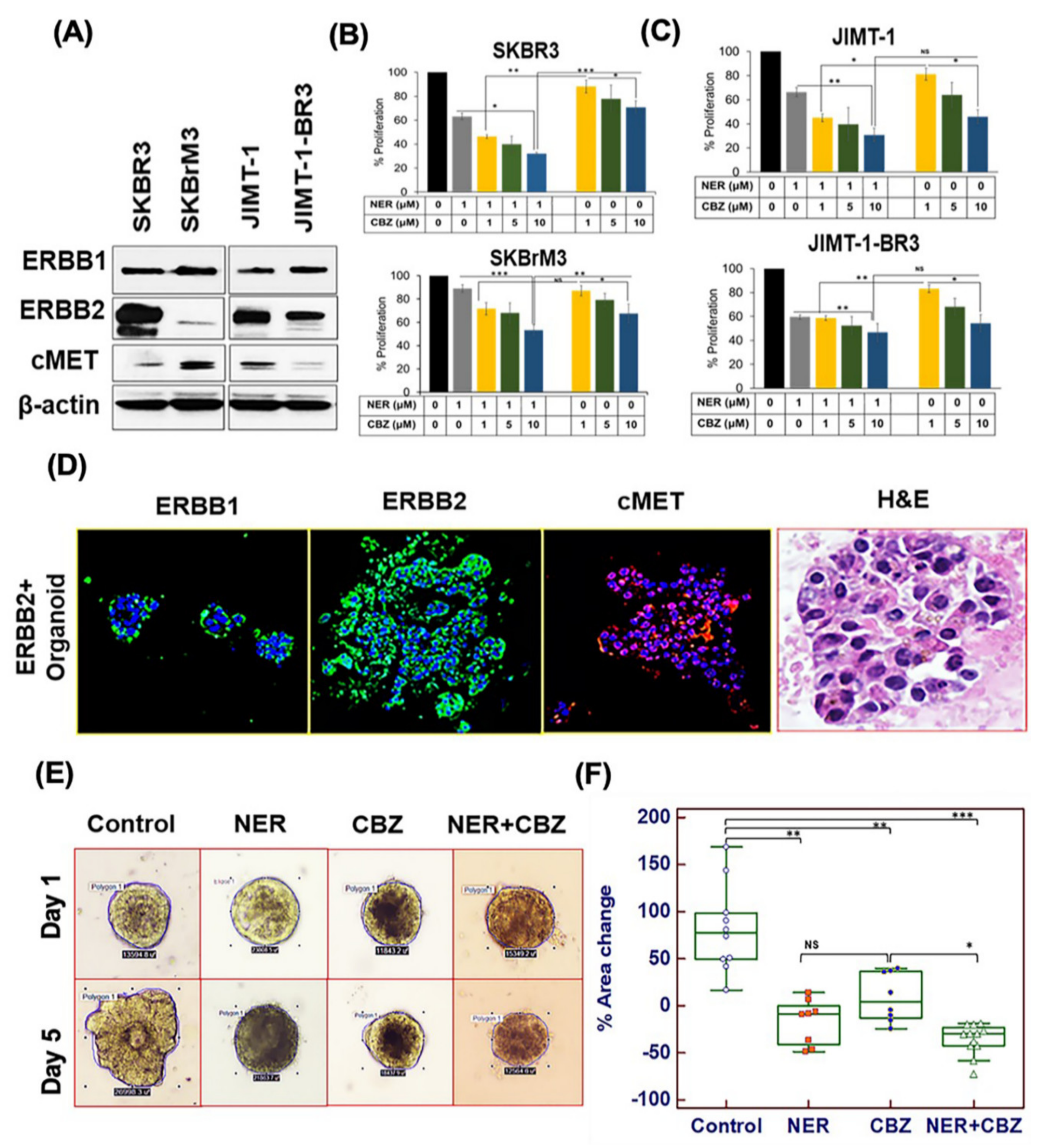 Cancers 12 02838 g001 Cancers 12 02838 g001