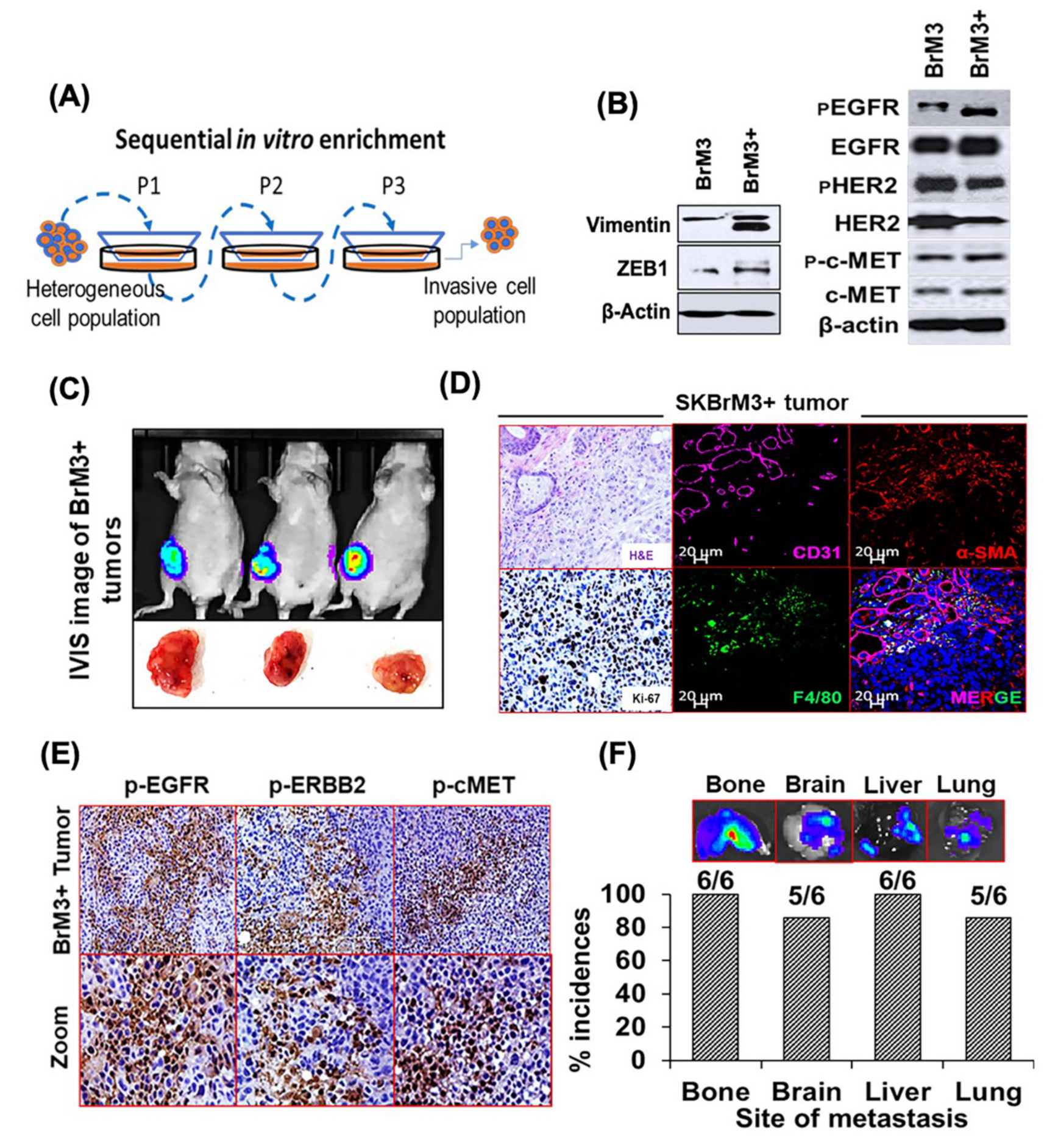 Cancers 12 02838 g003 Cancers 12 02838 g003