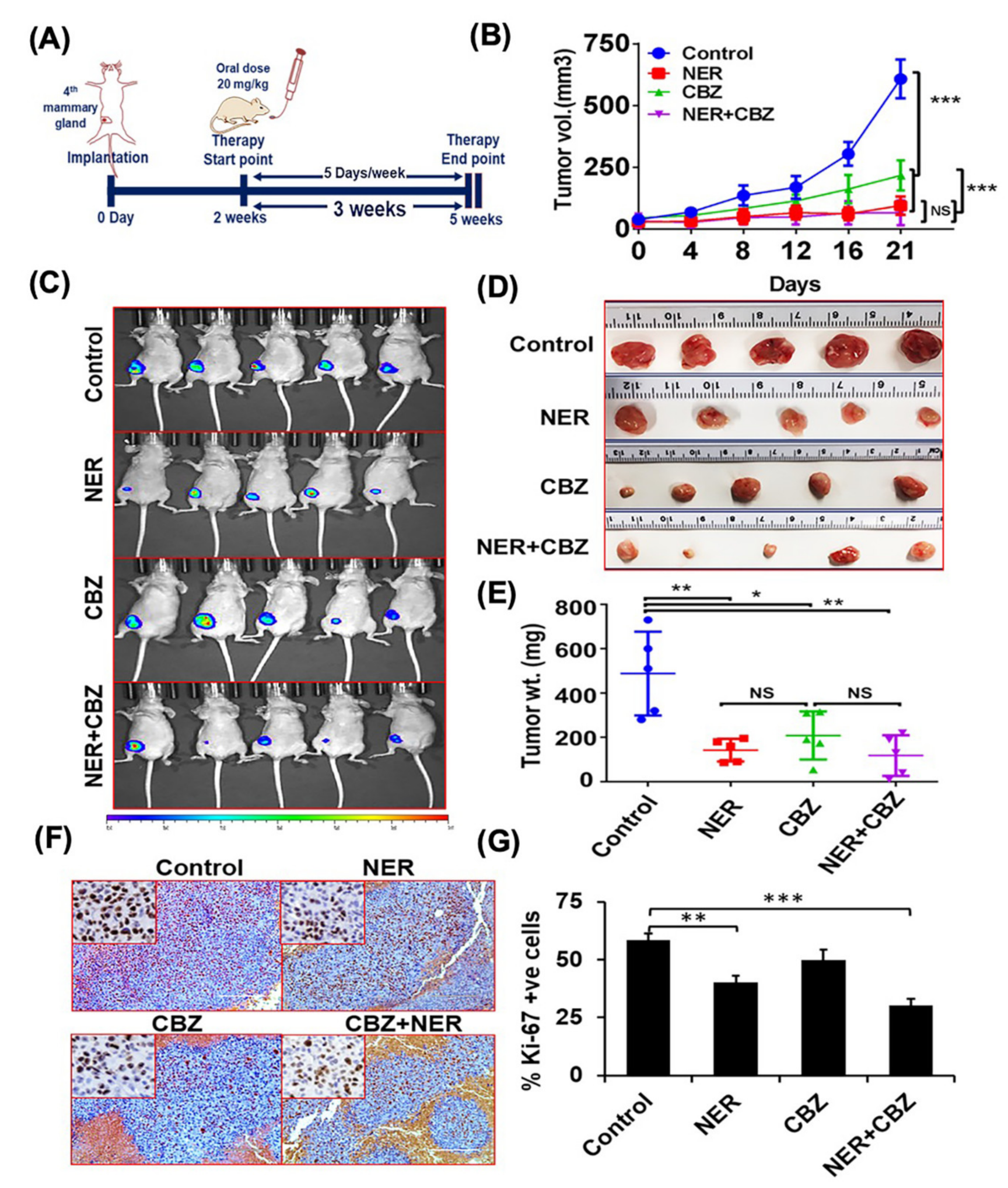 Cancers 12 02838 g004 Cancers 12 02838 g004