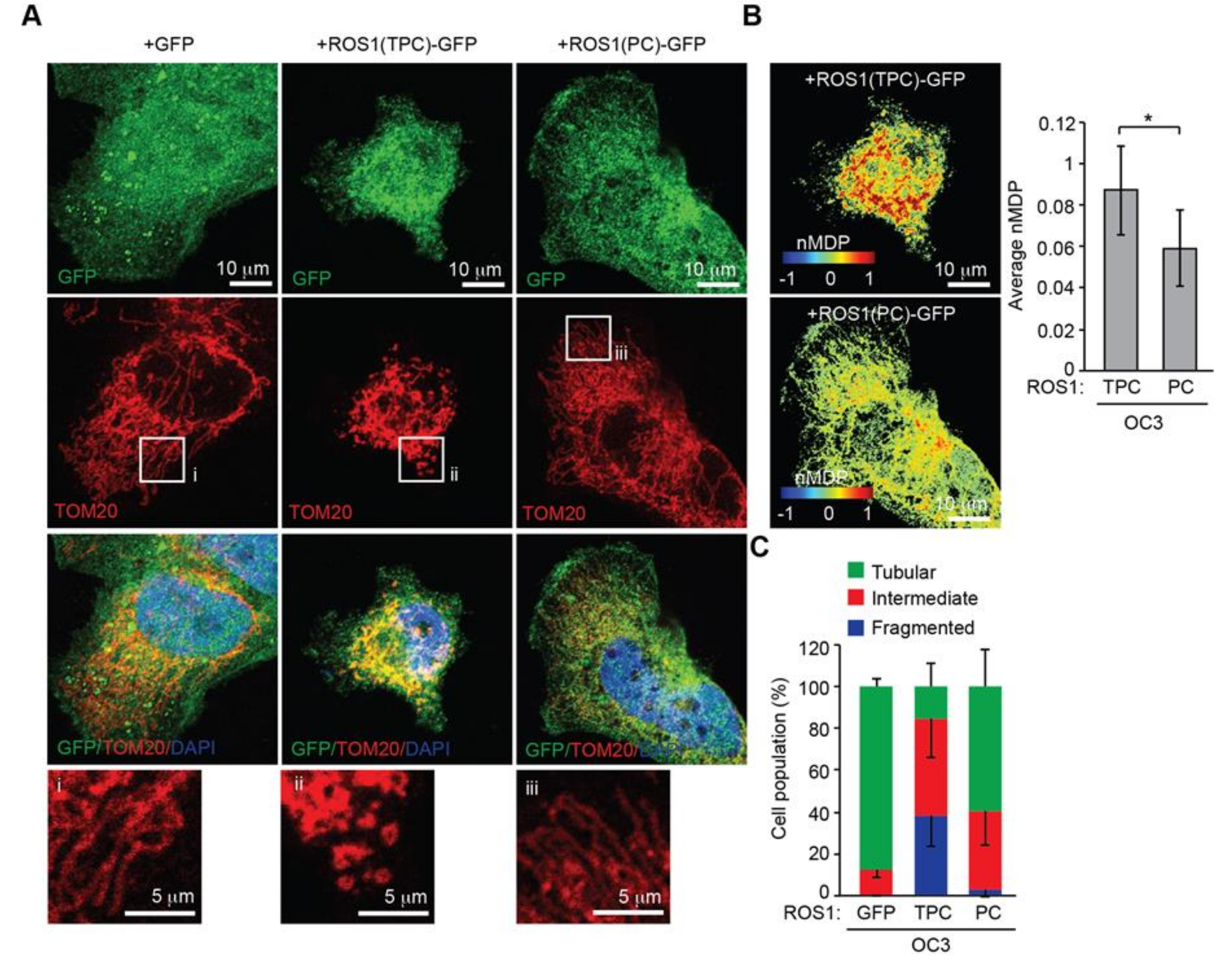 Cancers 12 02845 g006 Cancers 12 02845 g006