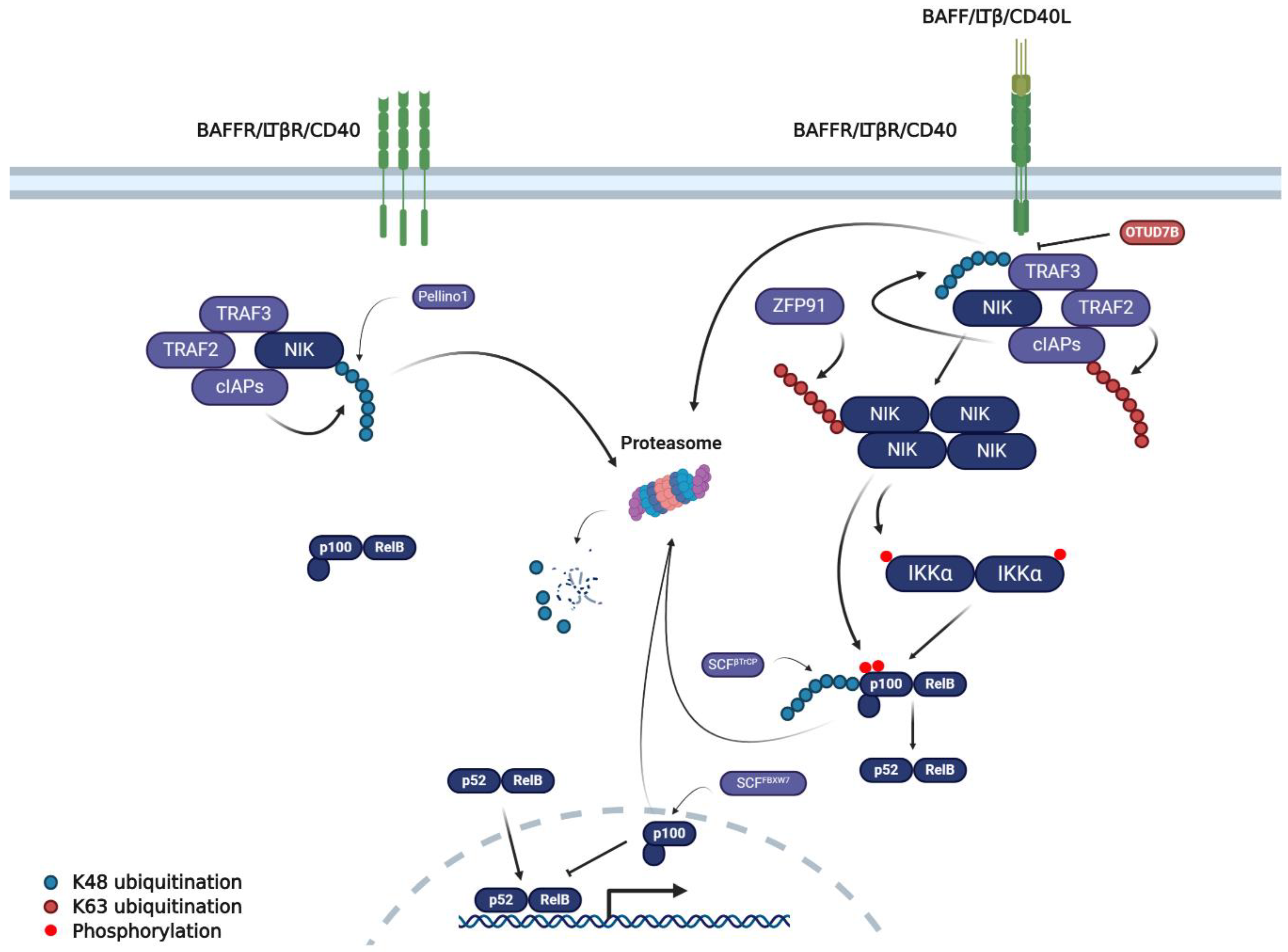 Cancers 12 02877 g002
