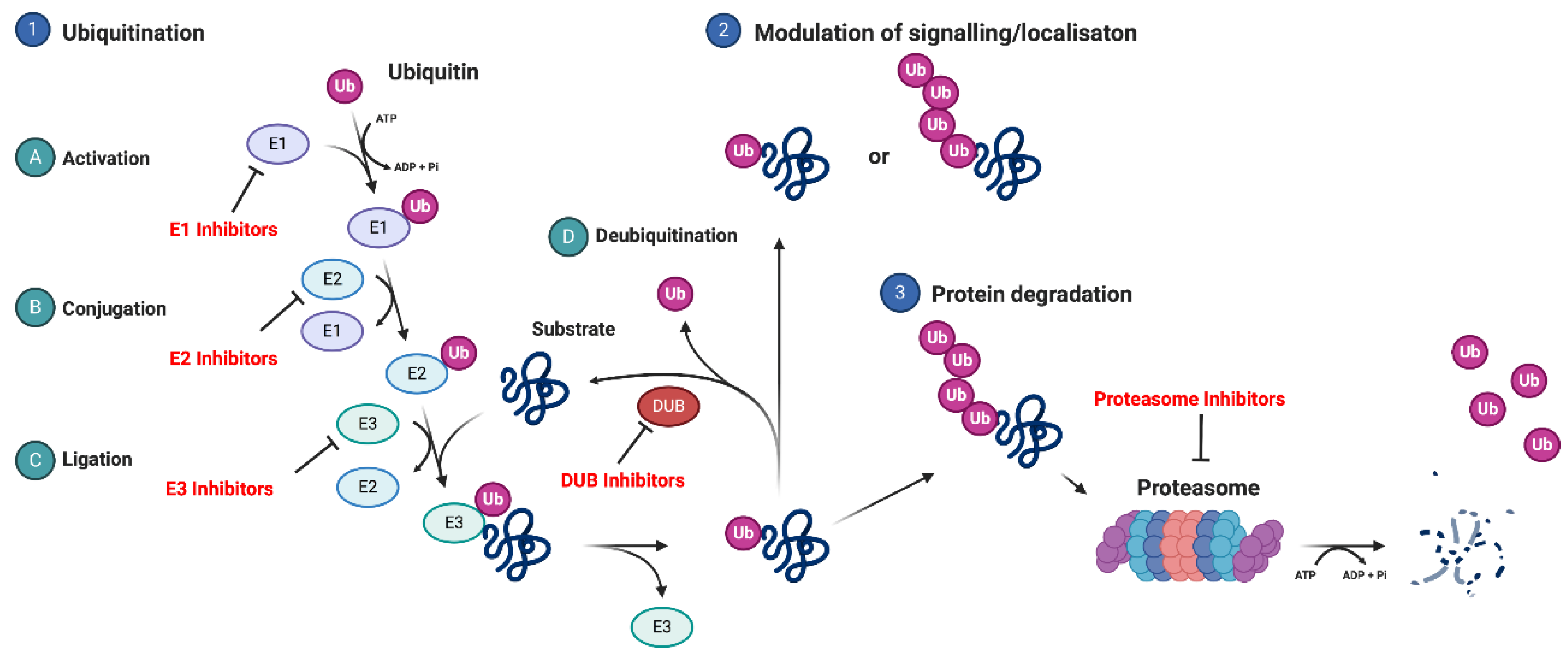 Cancers 12 02877 g003