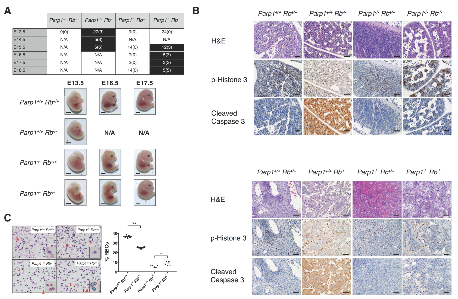 Cancers 12 02907 g001 Cancers 12 02907 g001