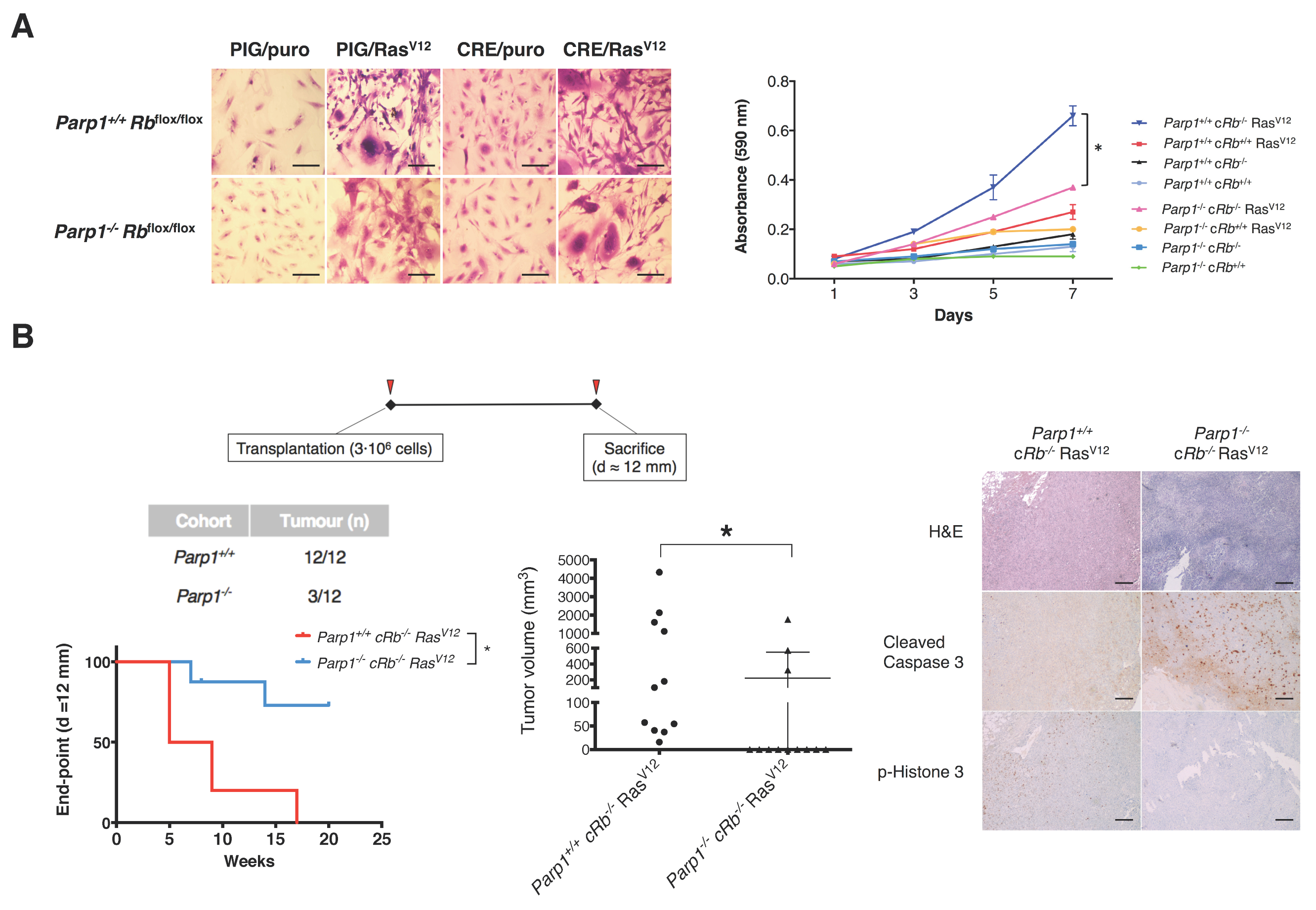 Cancers 12 02907 g003 Cancers 12 02907 g003