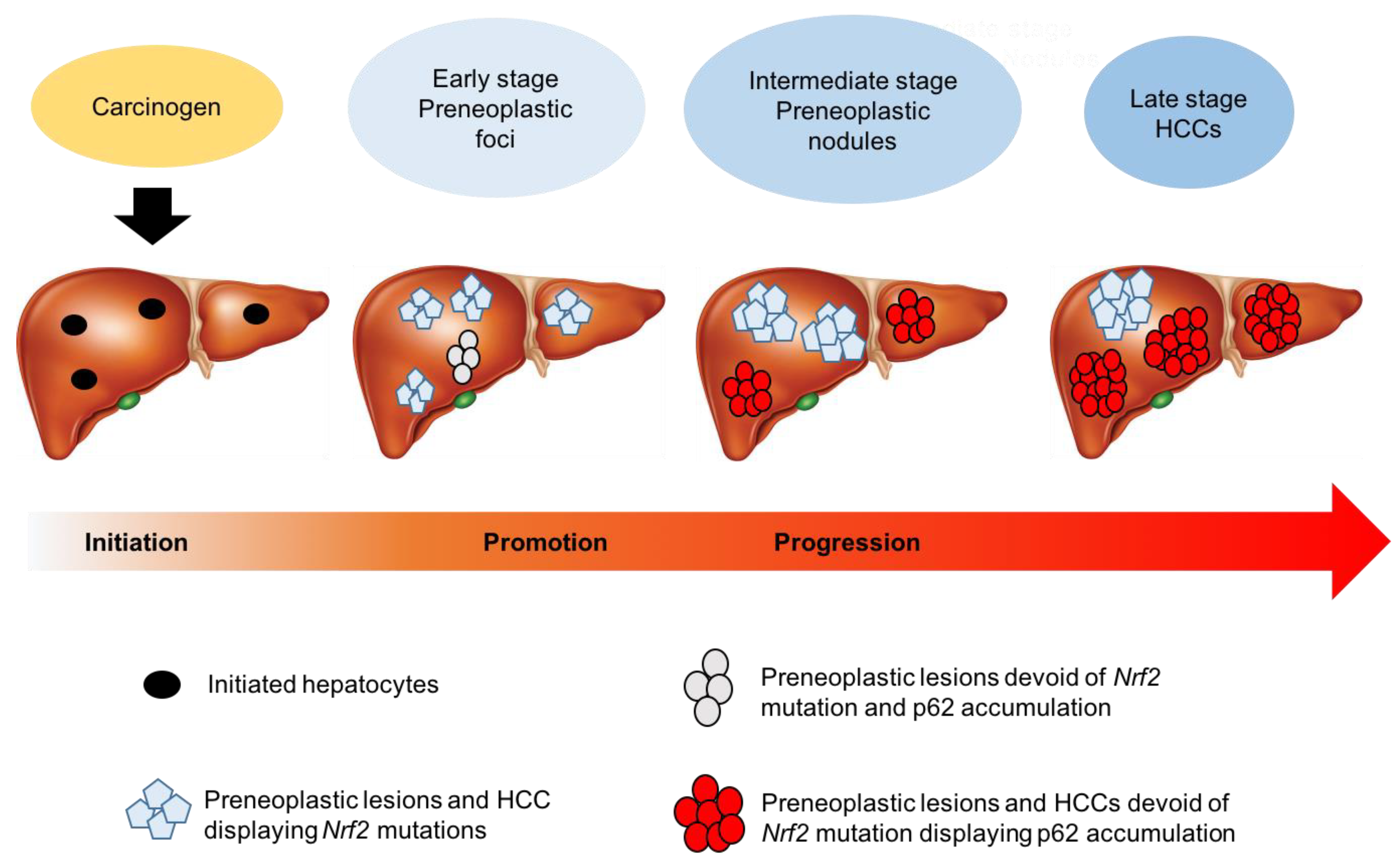 Cancers 12 02932 g004