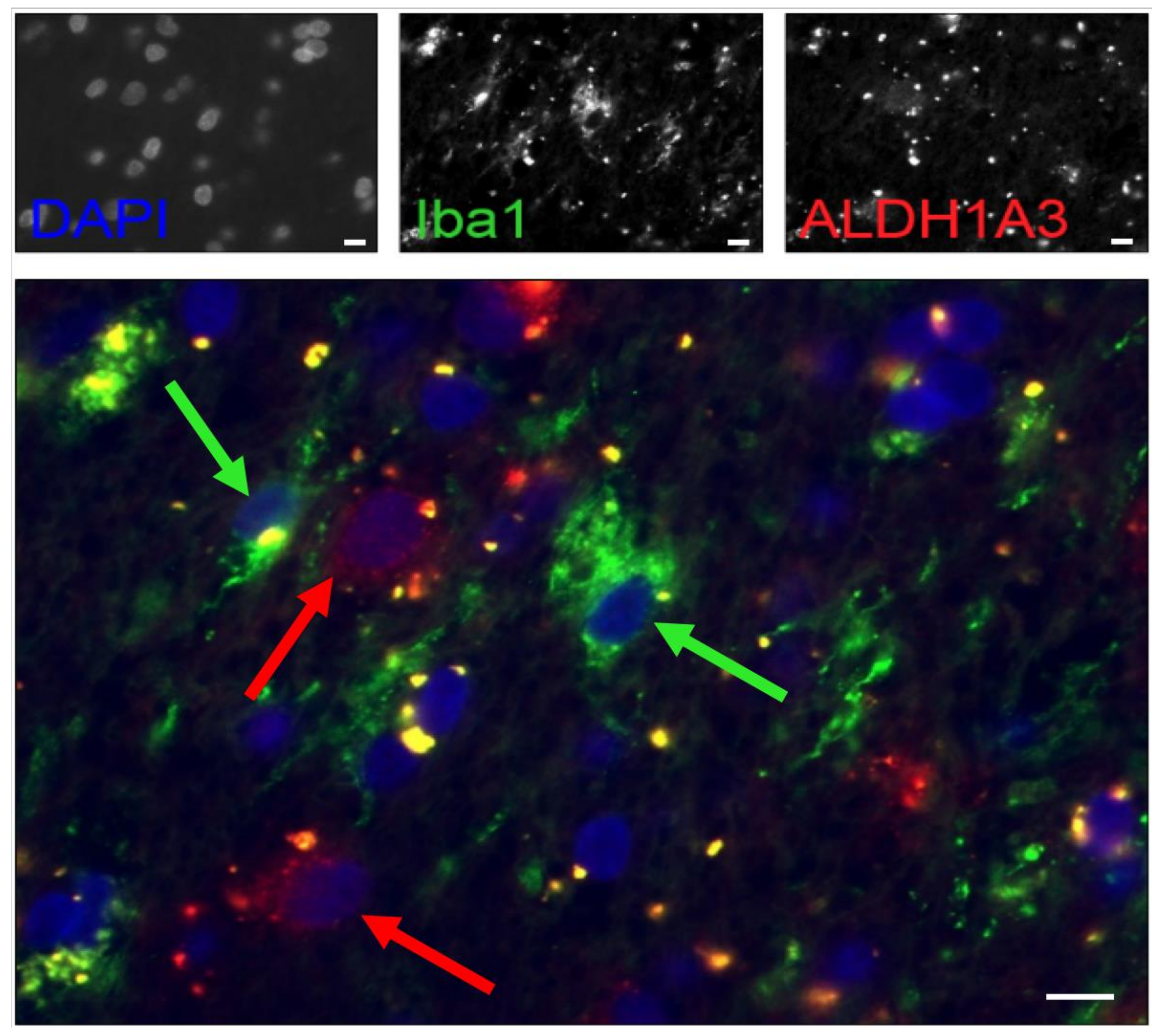 Cancers 12 02964 g001 Cancers 12 02964 g001