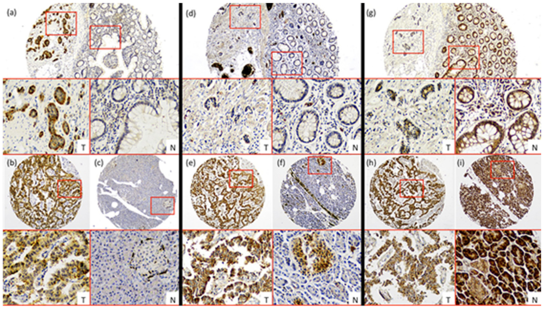 Cancers 12 02968 g001 Cancers 12 02968 g001