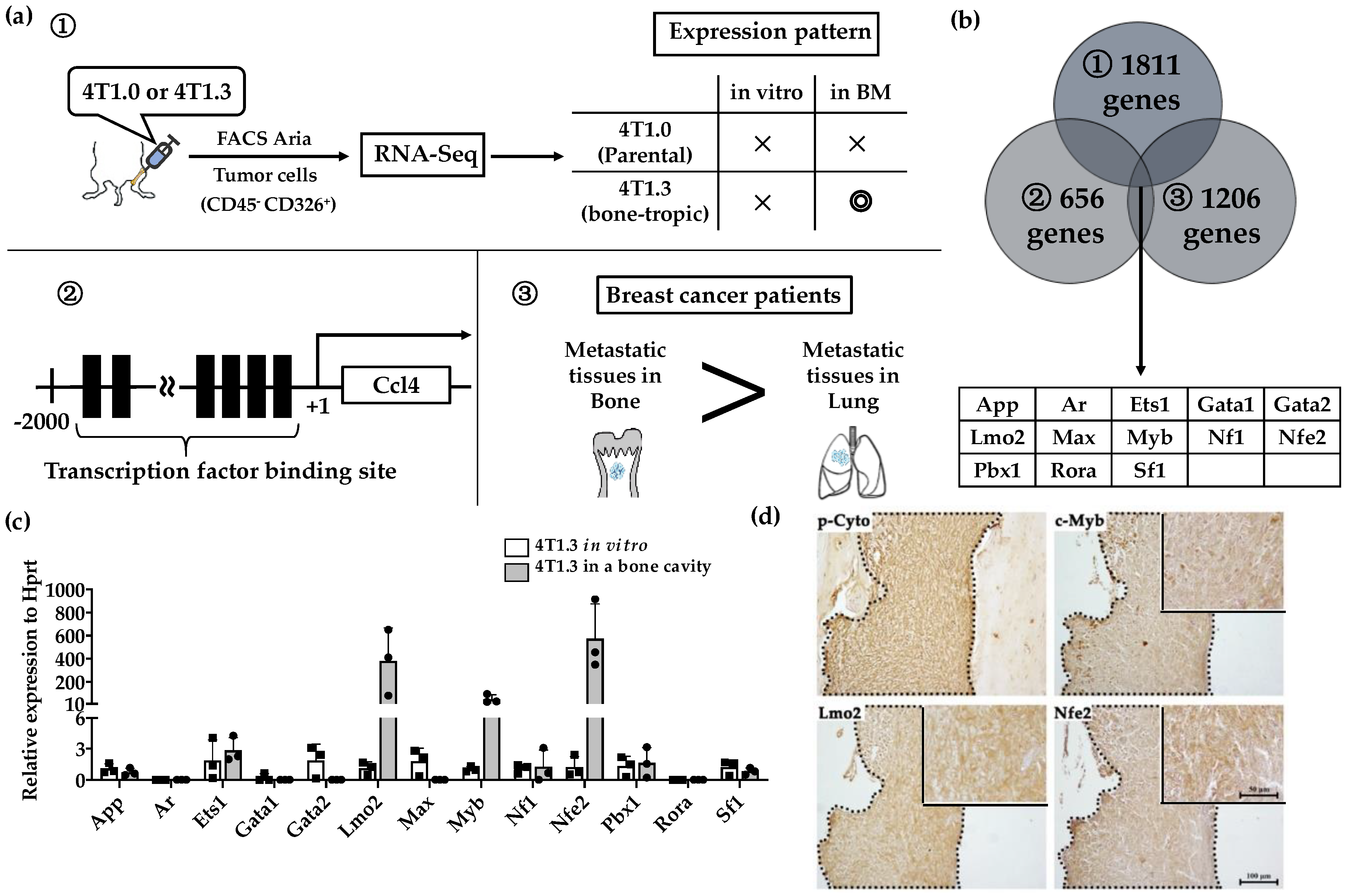 Cancers 12 03003 g002
