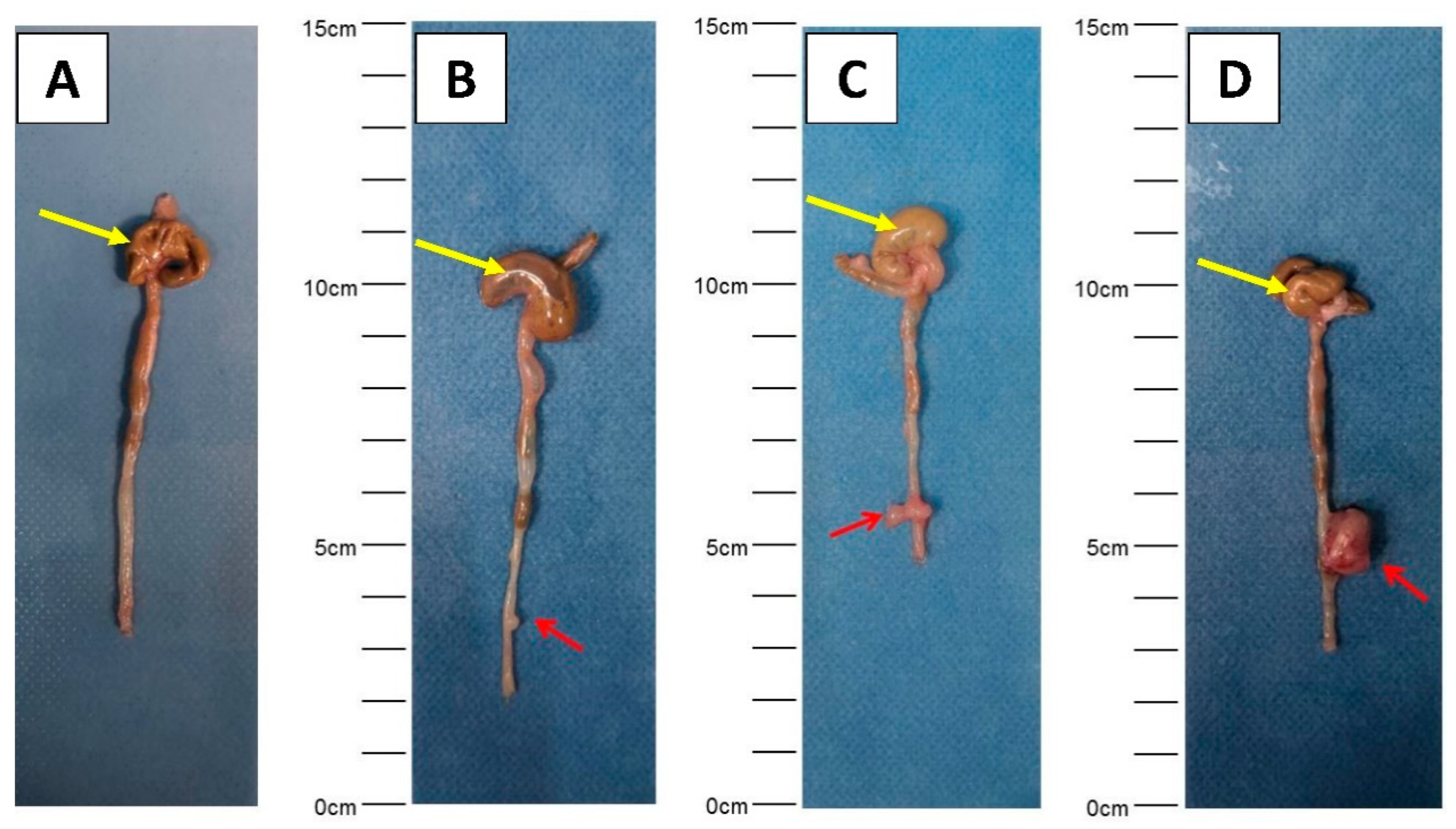 Cancers 12 03007 g002