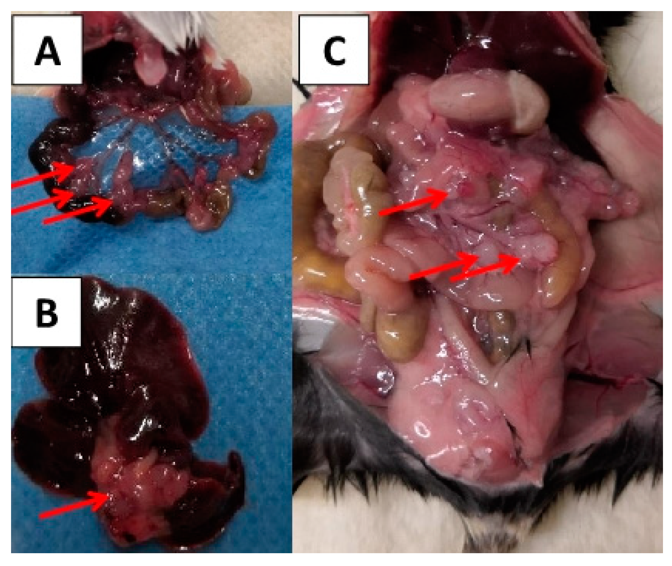 Cancers 12 03007 g004