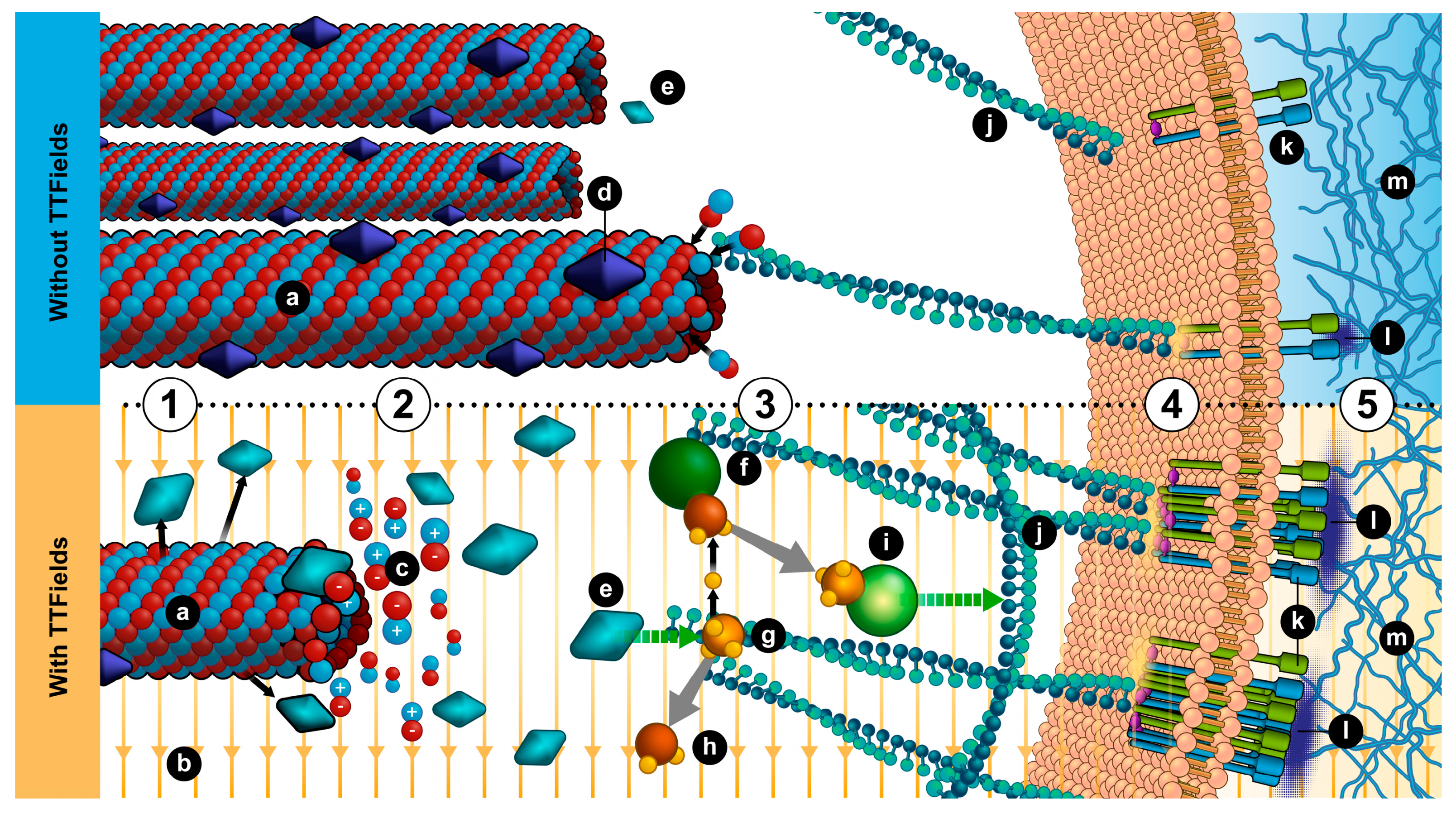 Cancers 12 03016 g006 Cancers 12 03016 g006