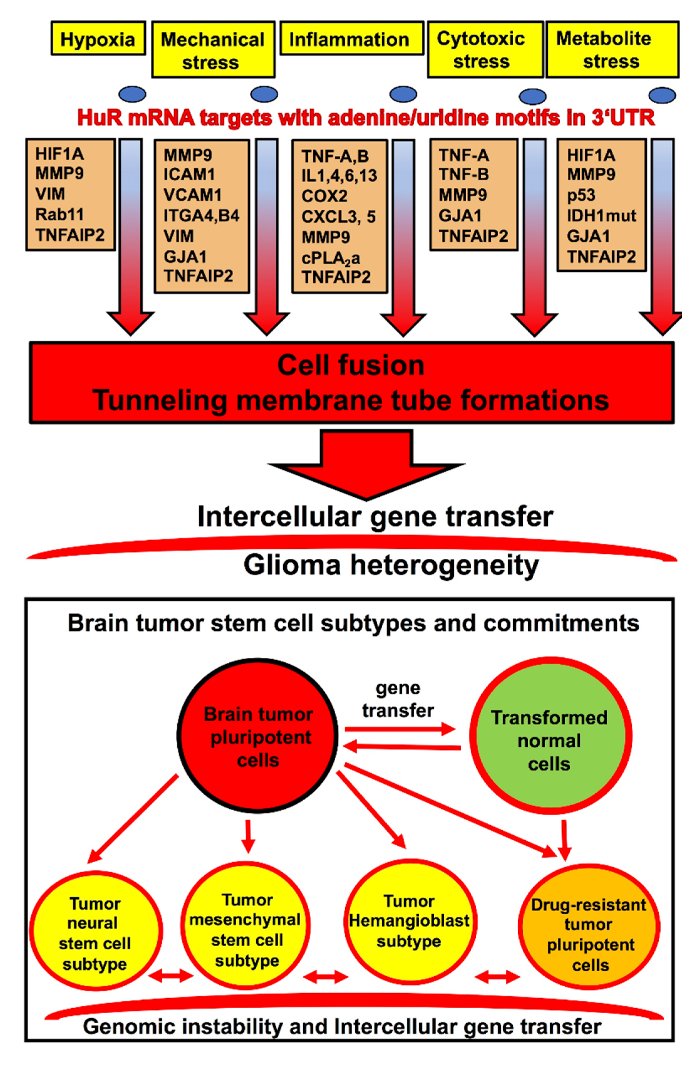 Cancers 12 03069 g003 Cancers 12 03069 g003