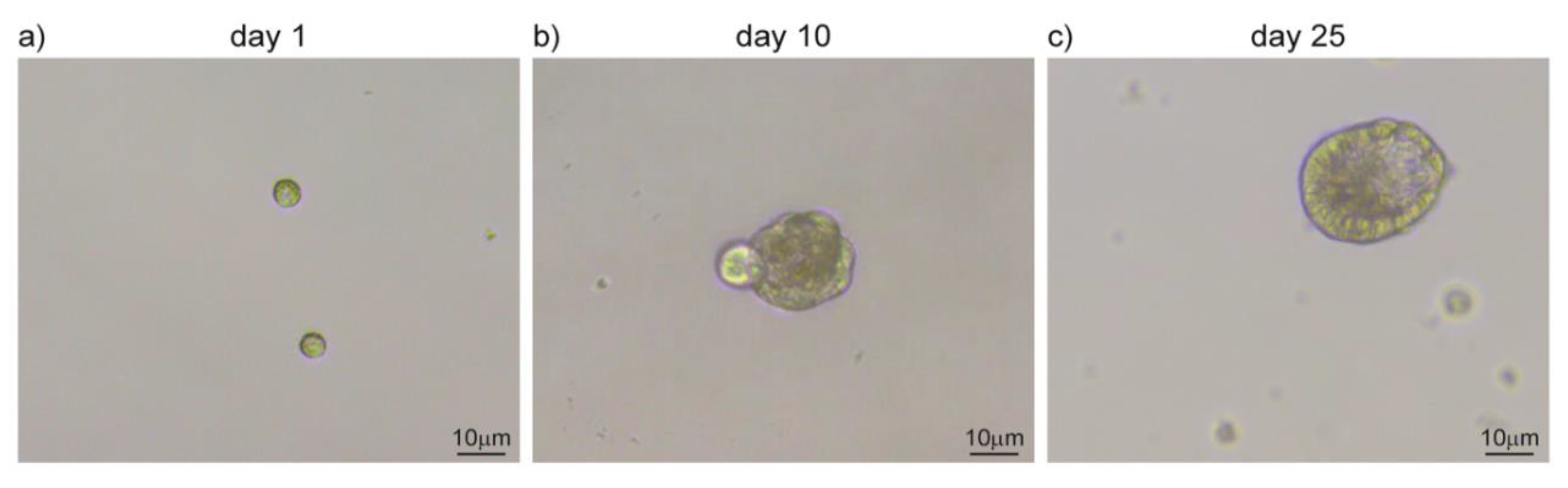 Cancers 12 03107 g003