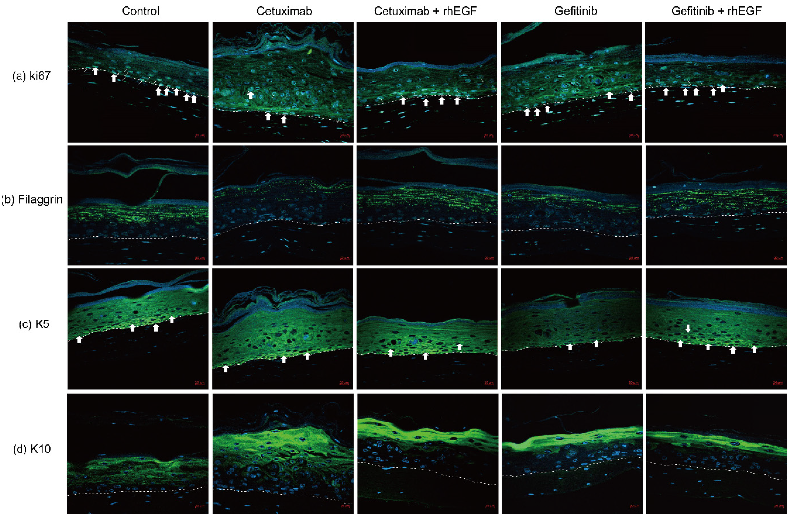 Cancers 12 03120 g002 Cancers 12 03120 g002